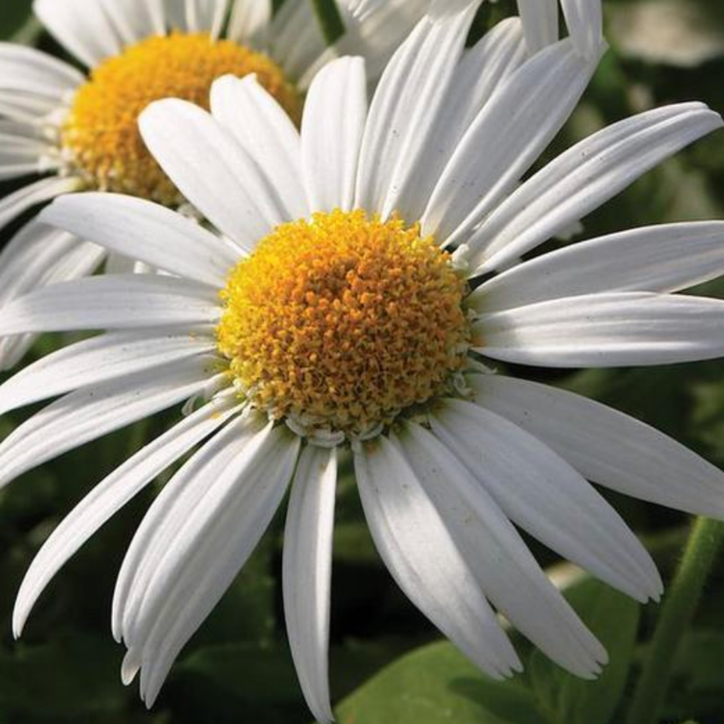 Leucanthemum superbum 'Daisy Angel'