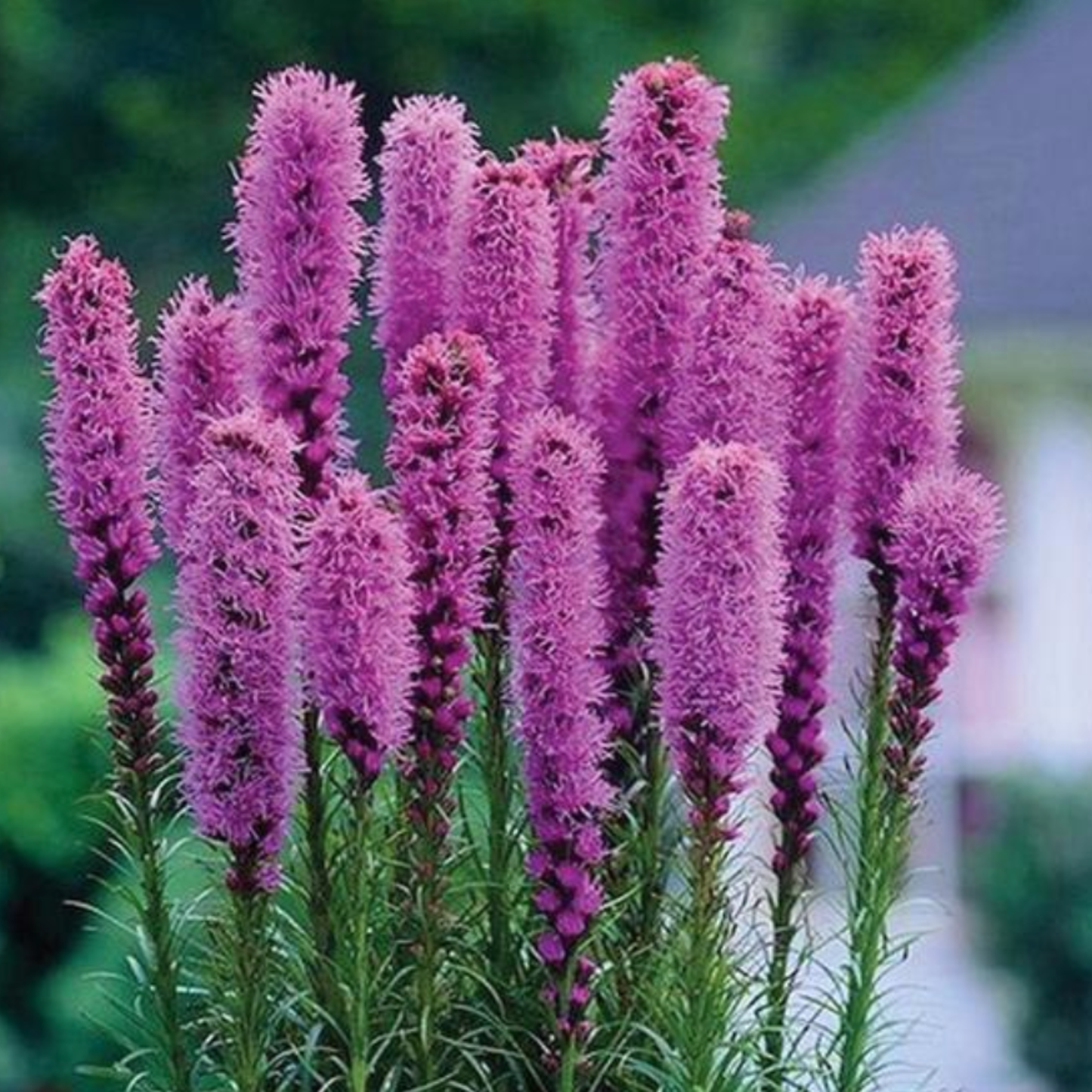 Liatris spicata 'Blue'