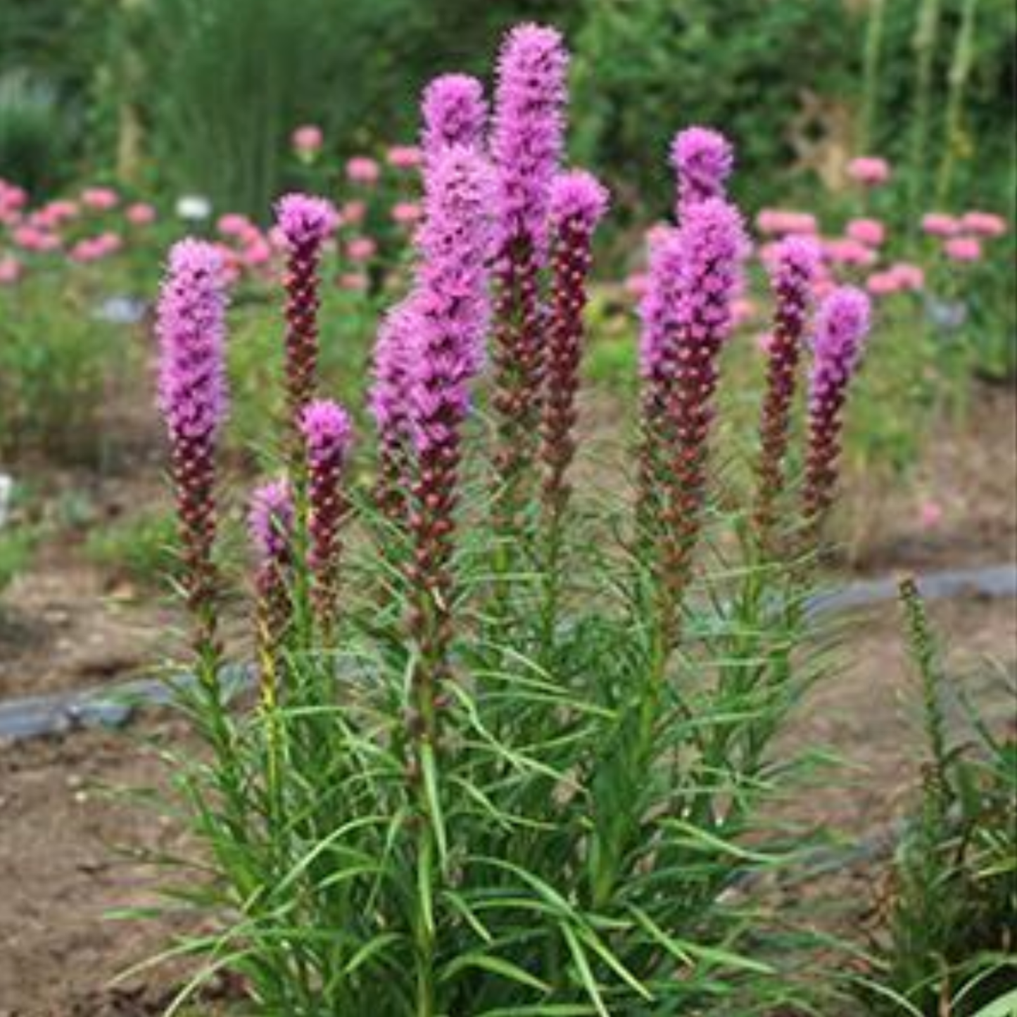 Liatris spicata 'Kobold'