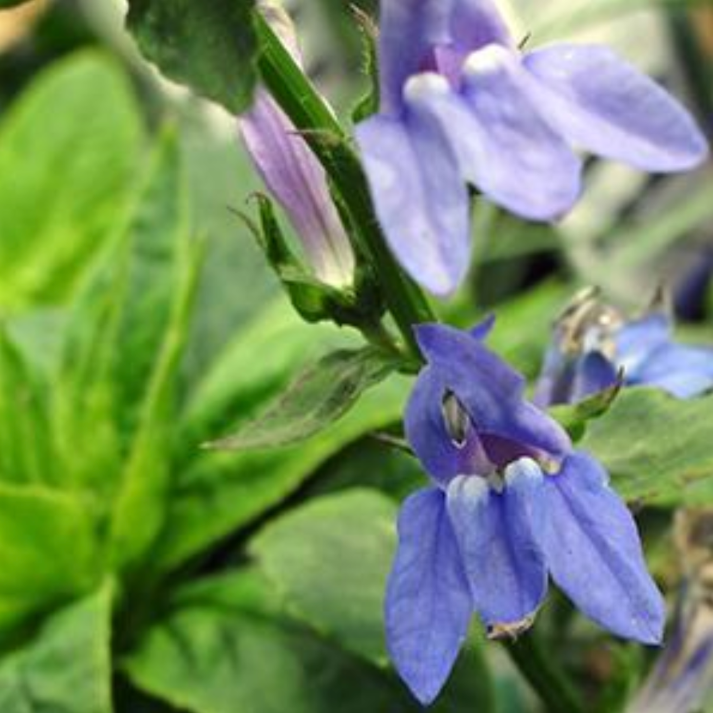 Lobelia siphilitica 'Great Blue'