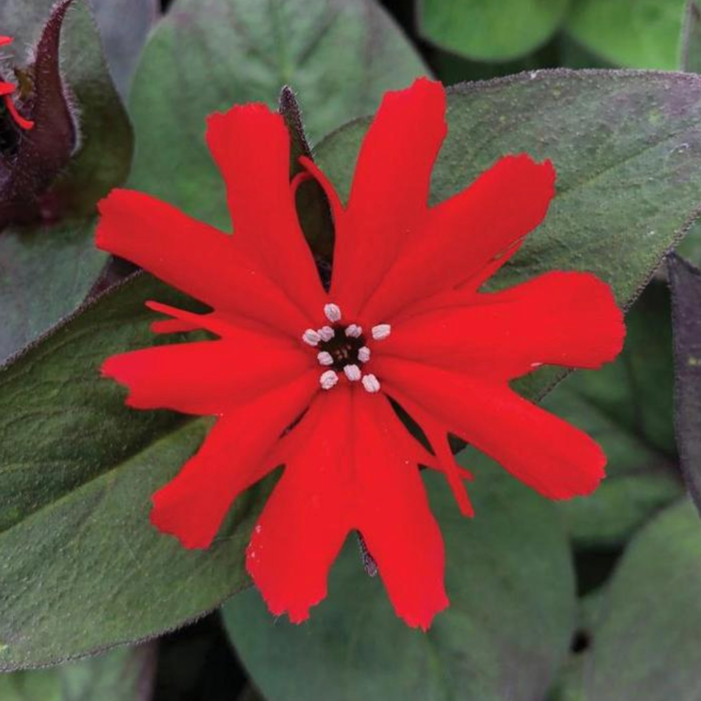 Lychnis x haageana 'Lumina Bronze Leaf Red'