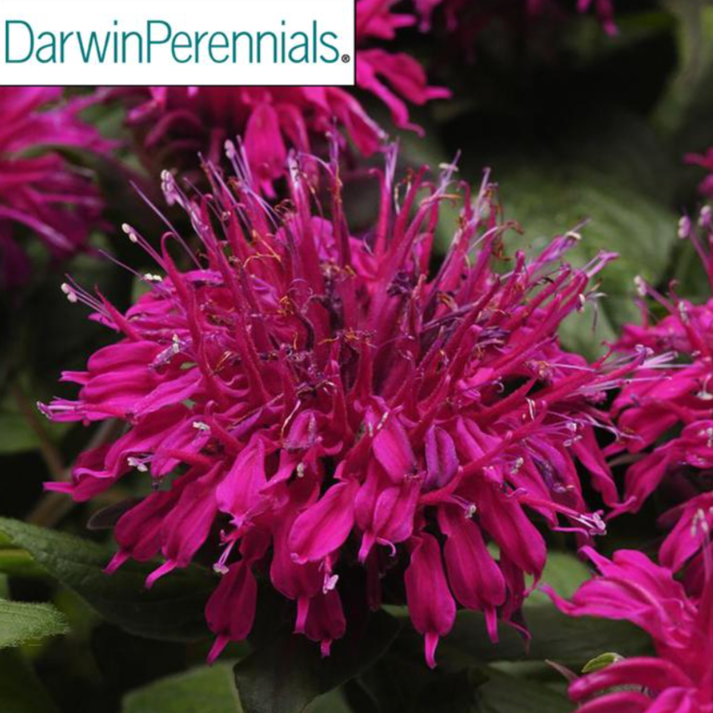 Monarda didyma 'Balmy Purple'