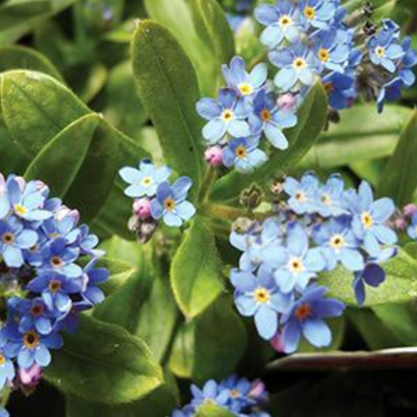 Myosotis alpestris 'Ultramarine'