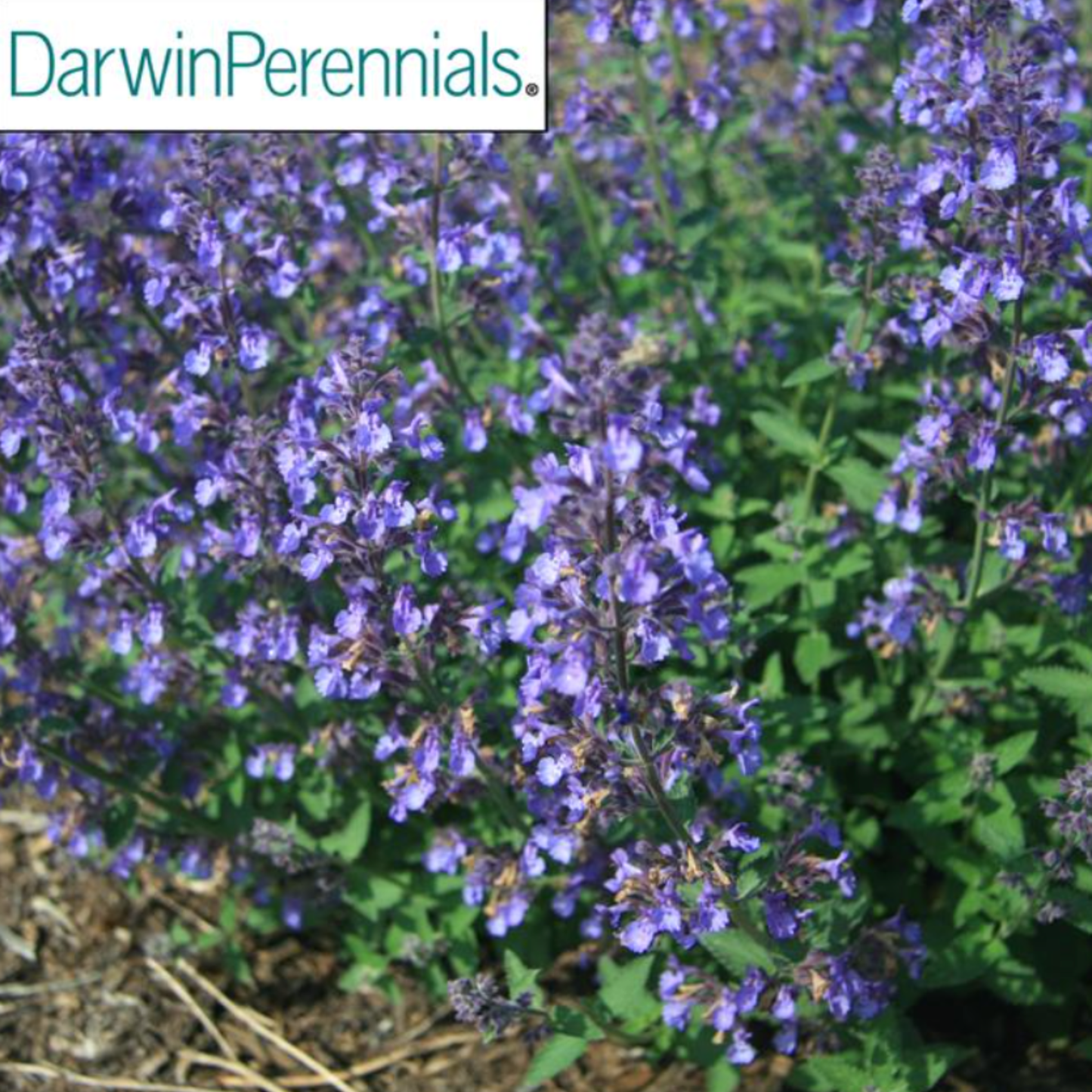 Nepeta faassenii x 'Junior Walker'