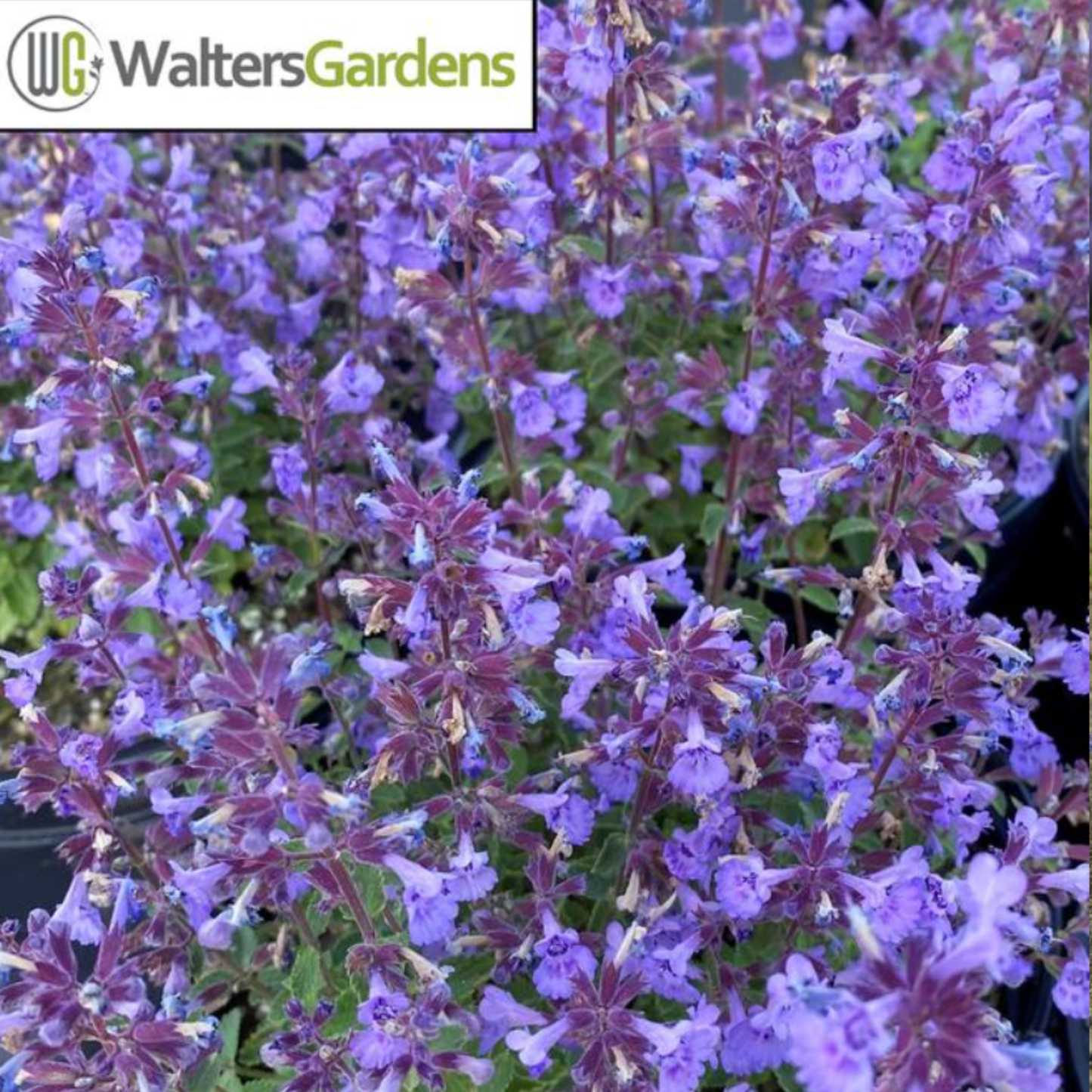 Nepeta faassenii 'x Kitten Around'