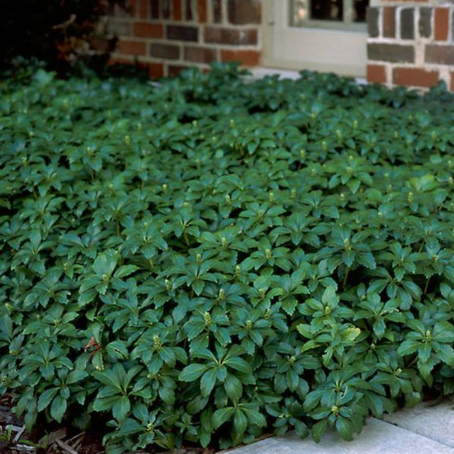Pachysandra terminalis