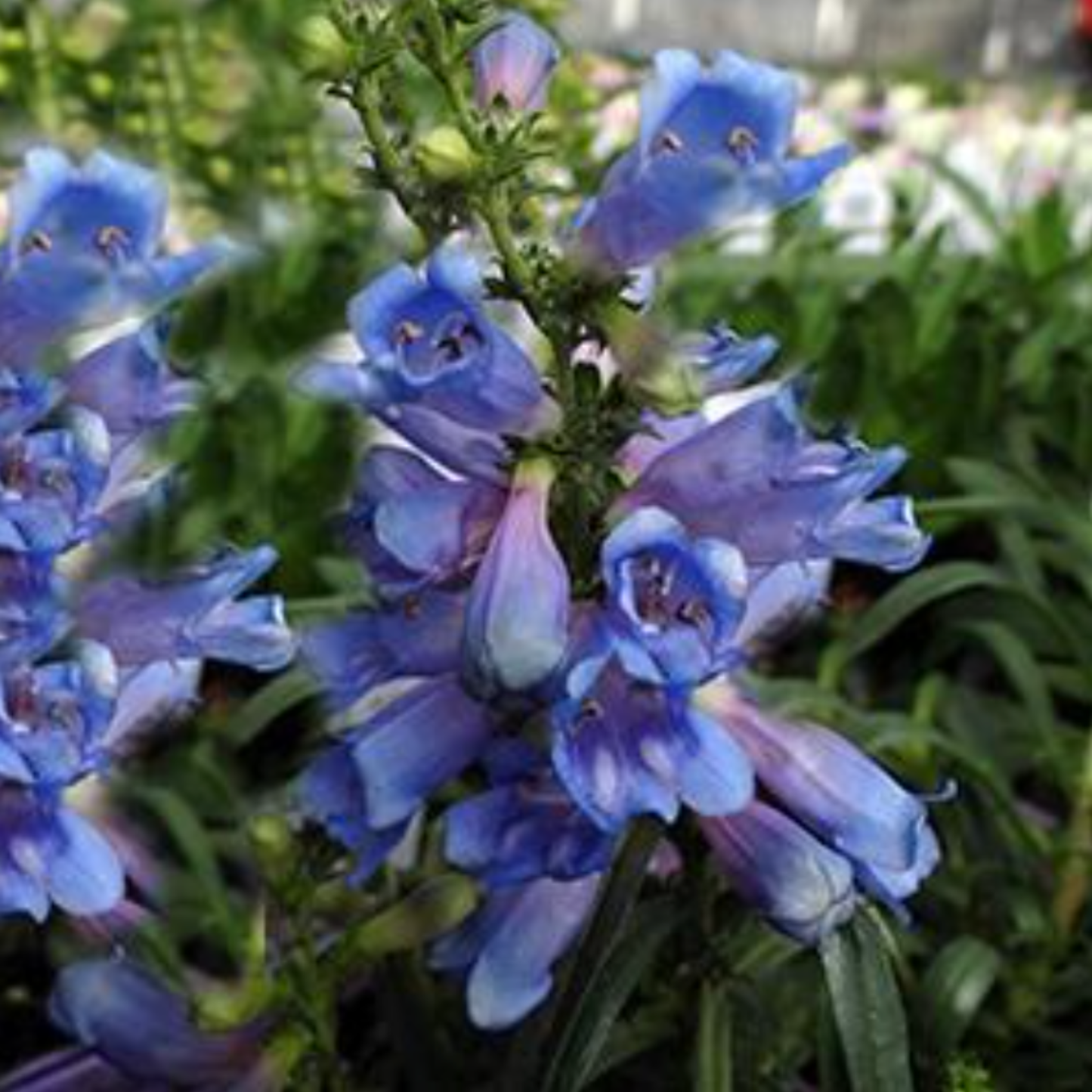 Penstemon heterophyllus 'Electric Blue'