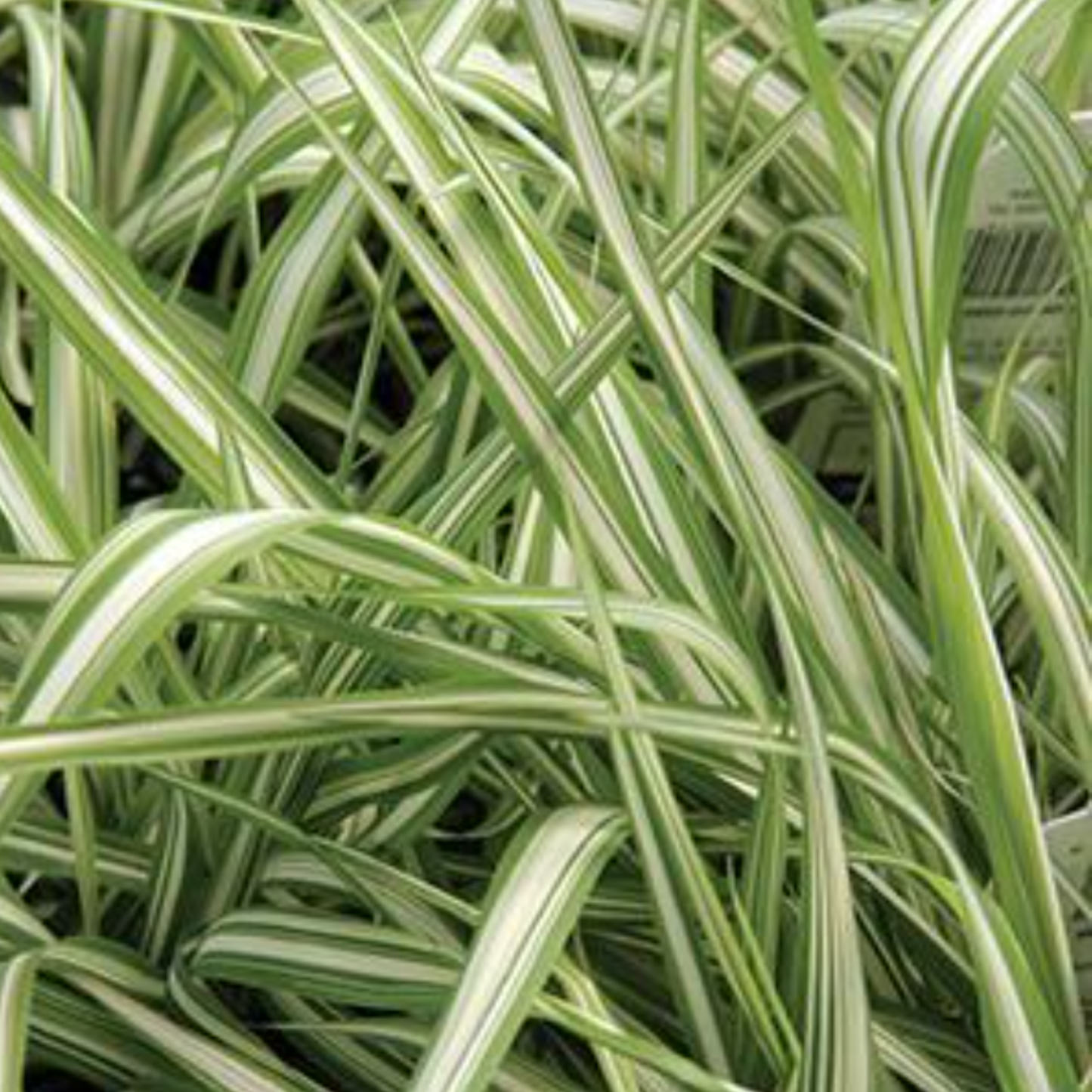 Phalaris 'Strawberries & Cream' Grass