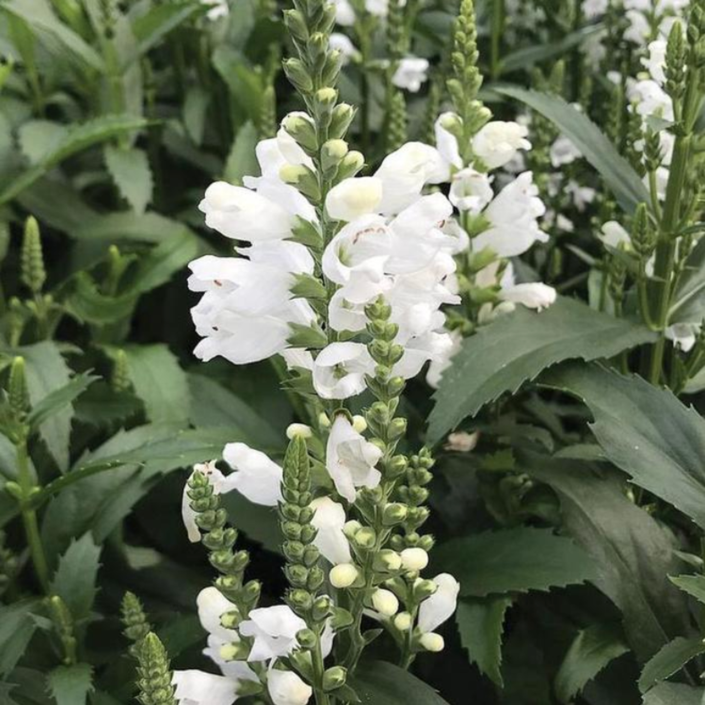 Physostegia virginiana 'Crystal Peak White'