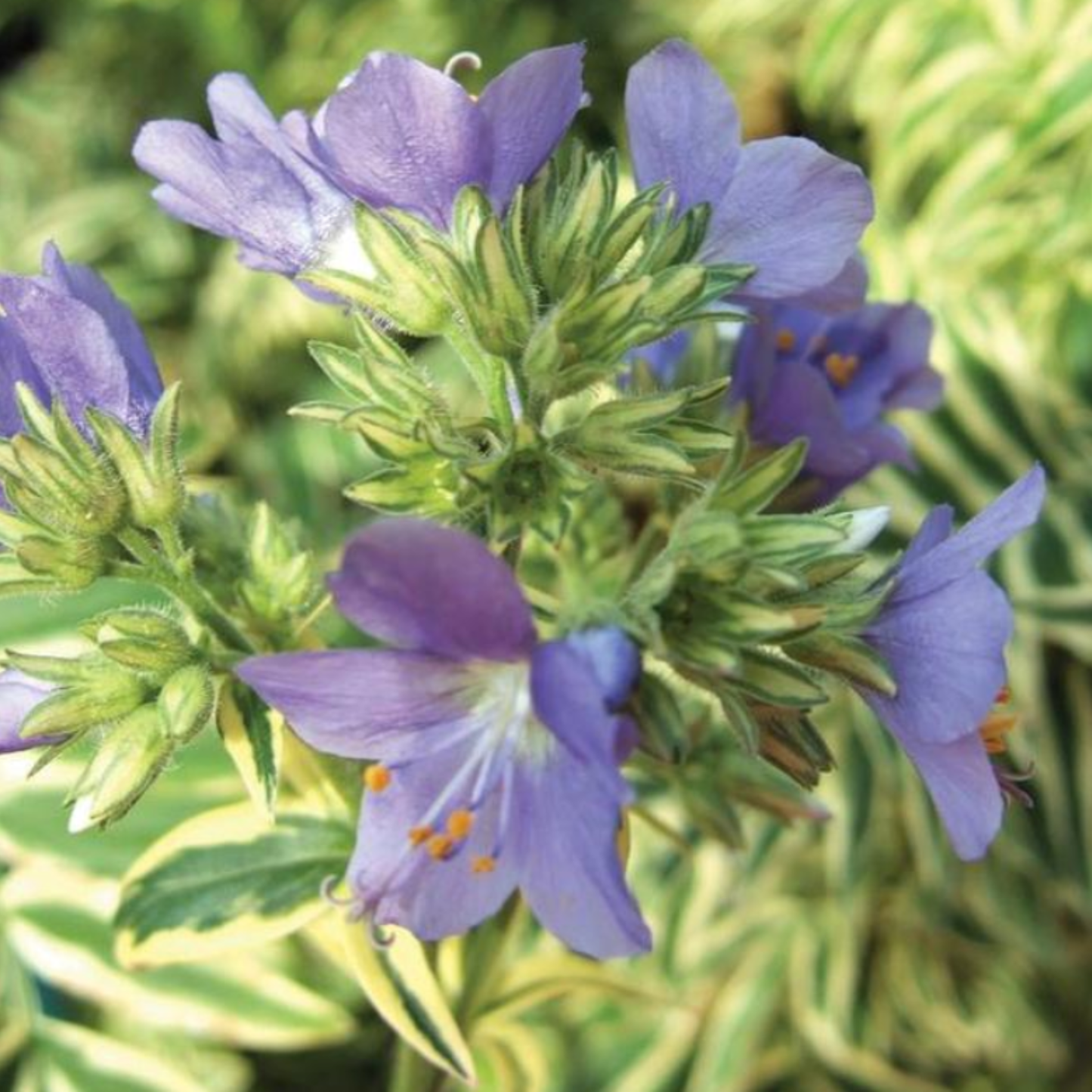 Polemonium caeruleum 'Brise D' Anjou'