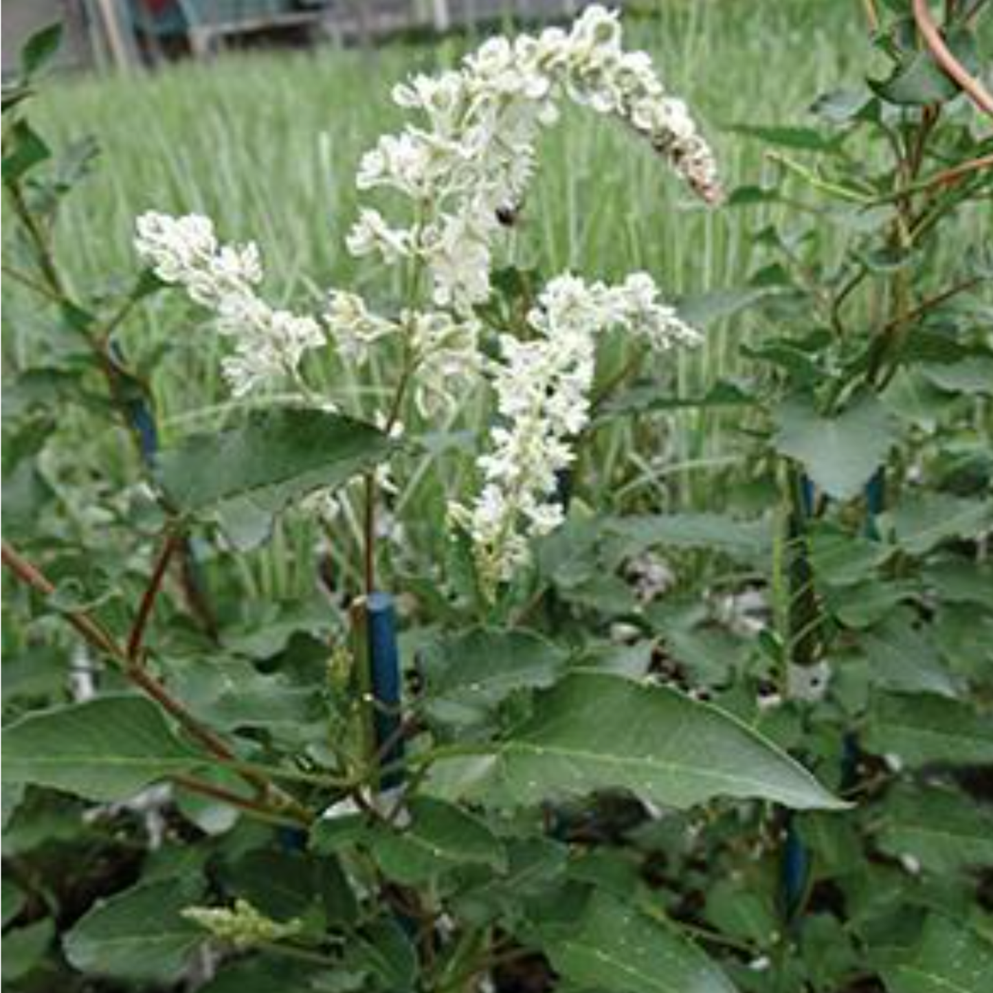 Polygonum fallopia aubertii