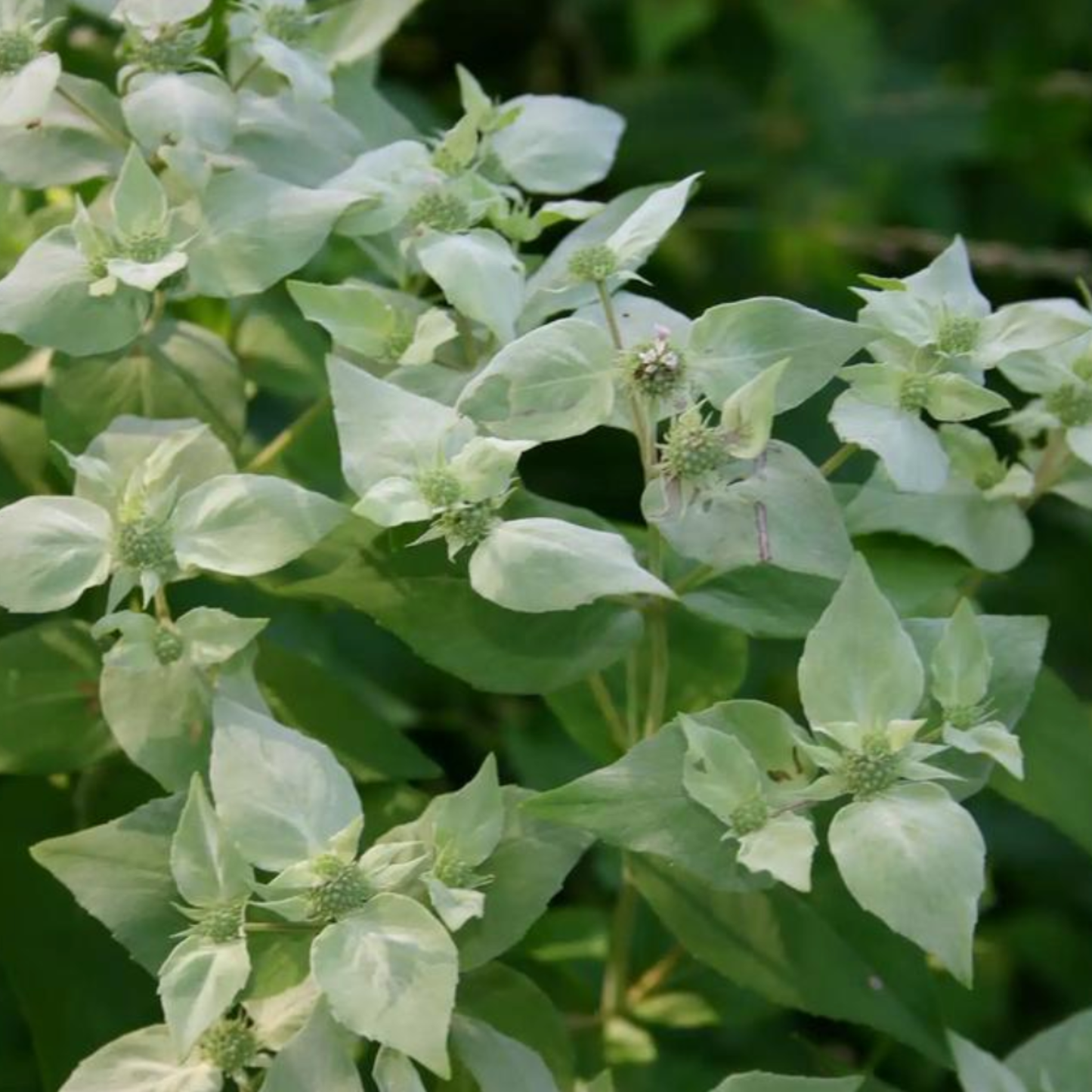 Pycnanthemum muticum