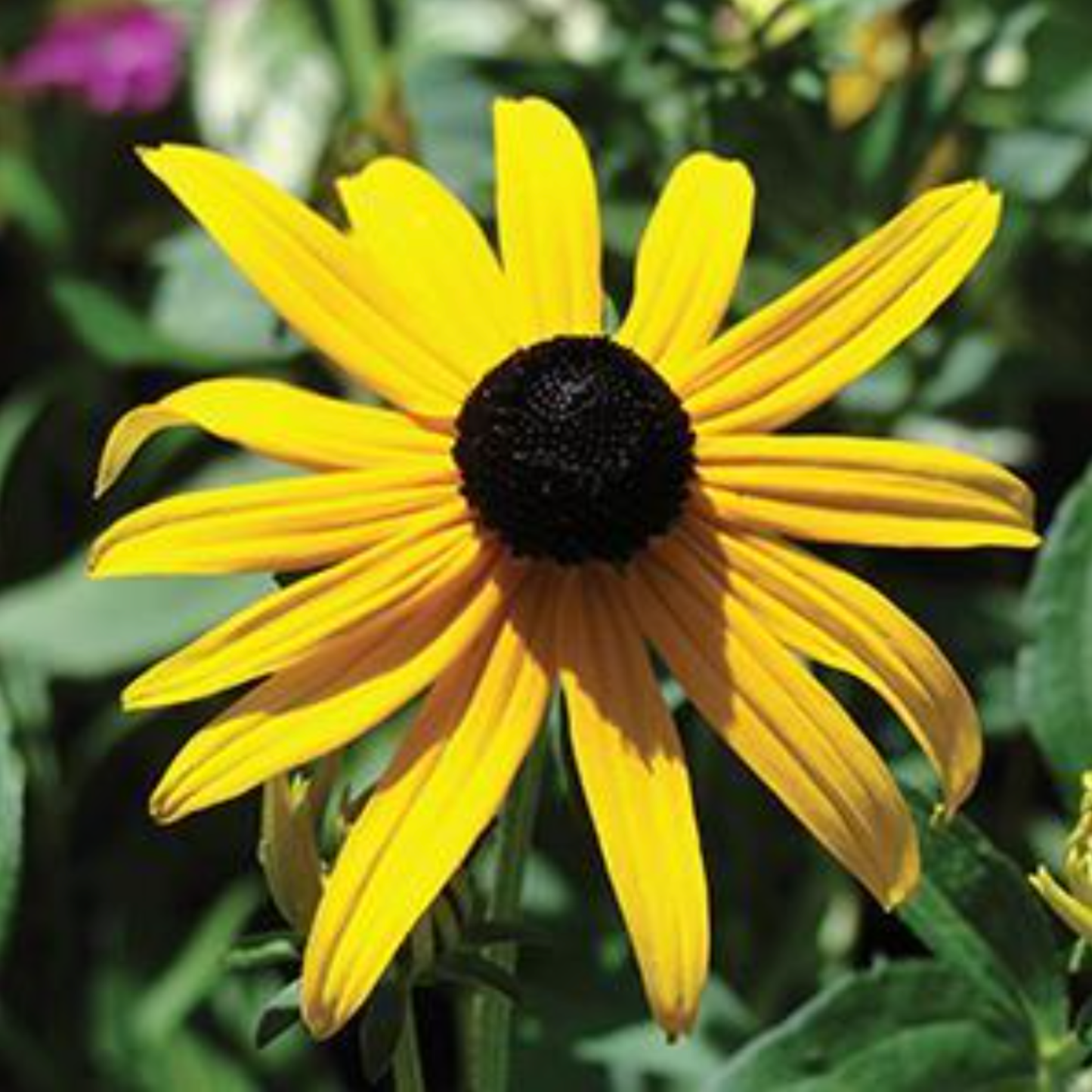 Rudbeckia fulgida 'Goldstrum'