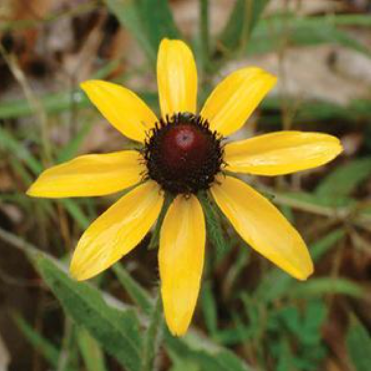 Rudbeckia hirta