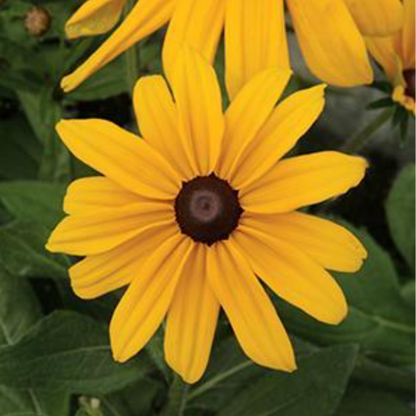 Rudbeckia hirta 'Indian Summer'