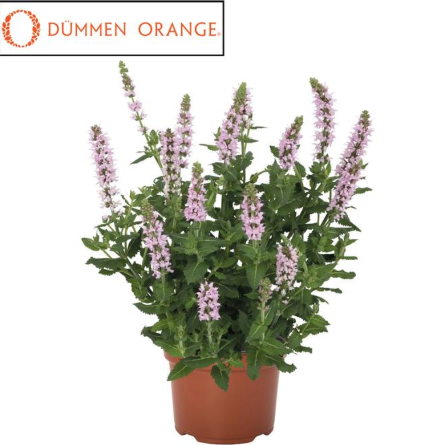 Salvia nemorosa 'Salute Light Pink'