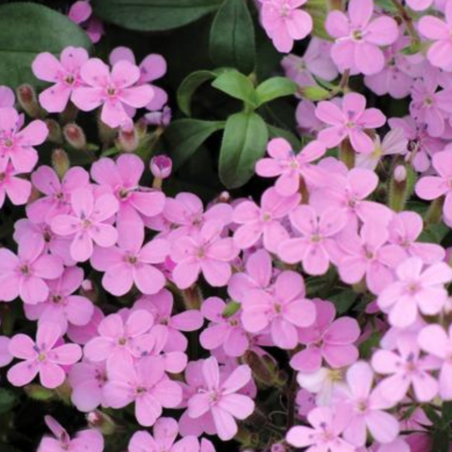 Saponaria ocymoides