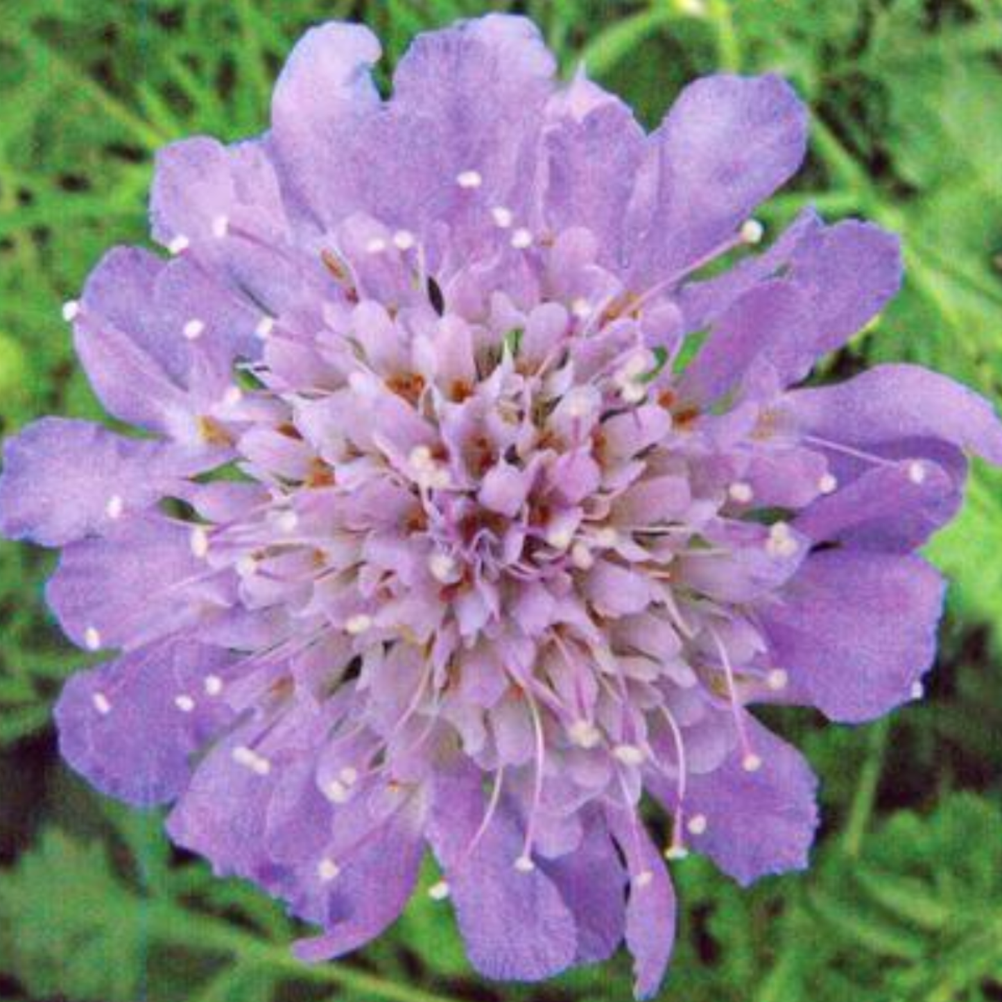 Scabiosa columbaria 'Butterfly Blue'