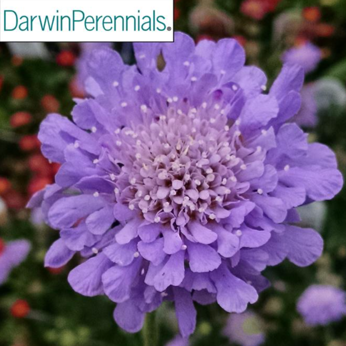 Scabiosa columbaria 'Flutter Deep Blue'