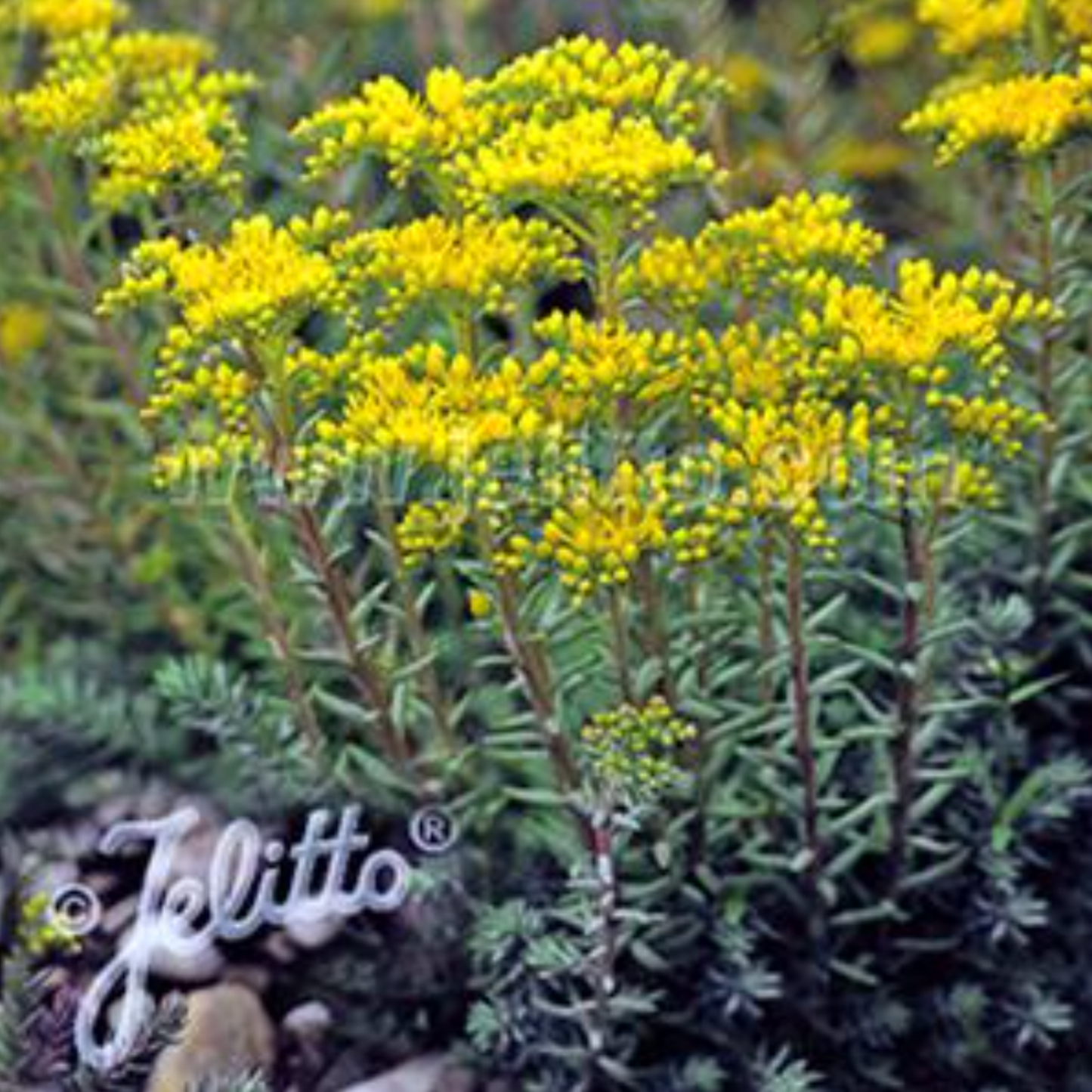 Sedum reflexum 'Blue Spruce'
