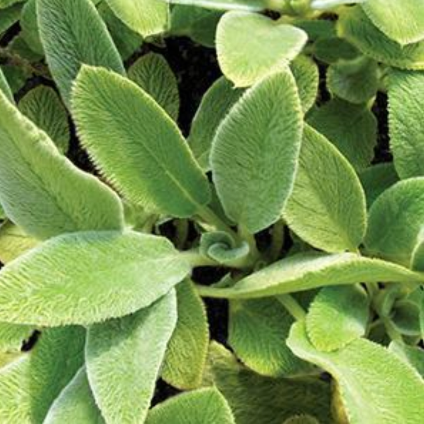 Stachys lanata 'Fuzzy Wuzzy'
