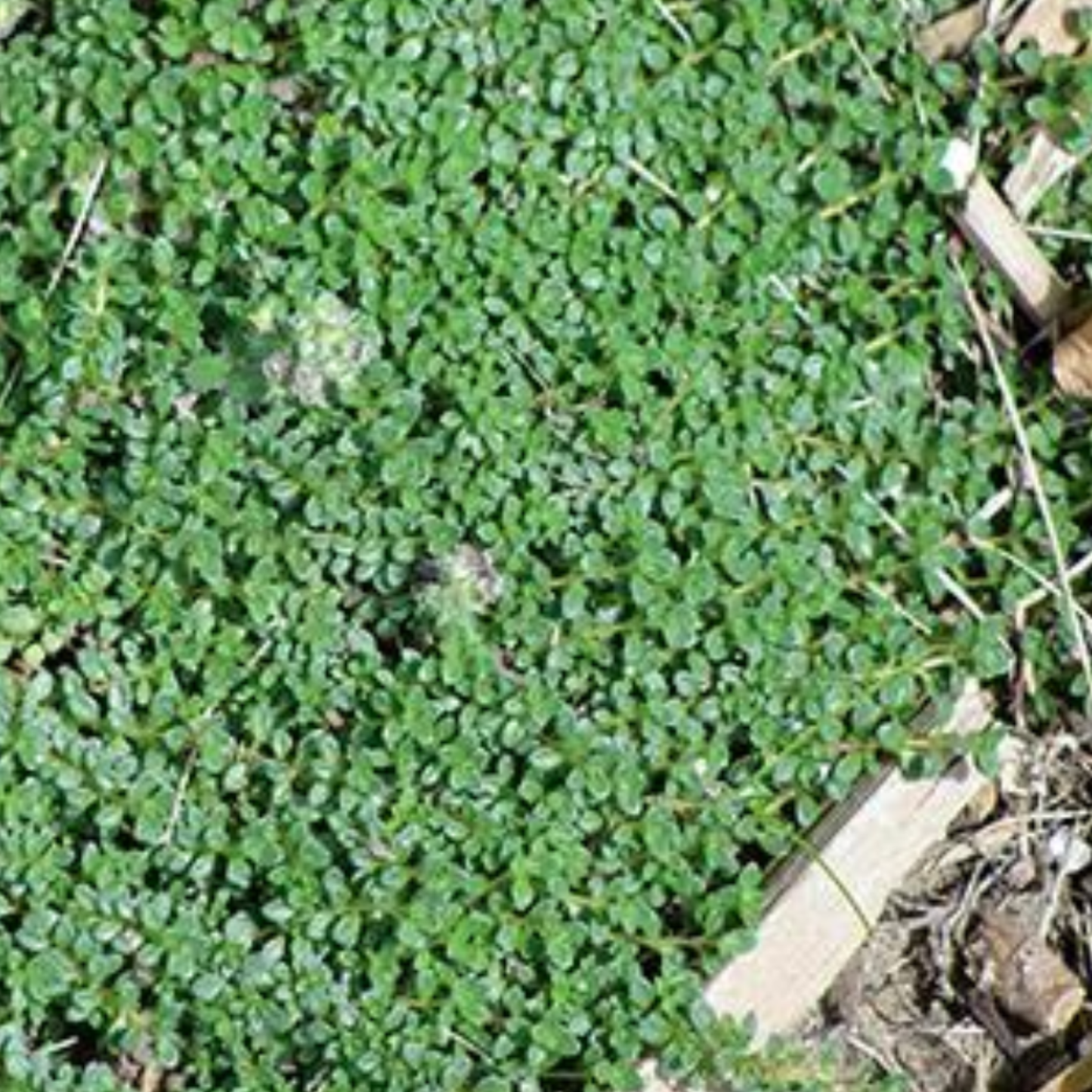 Thymus praecox 'Minus'