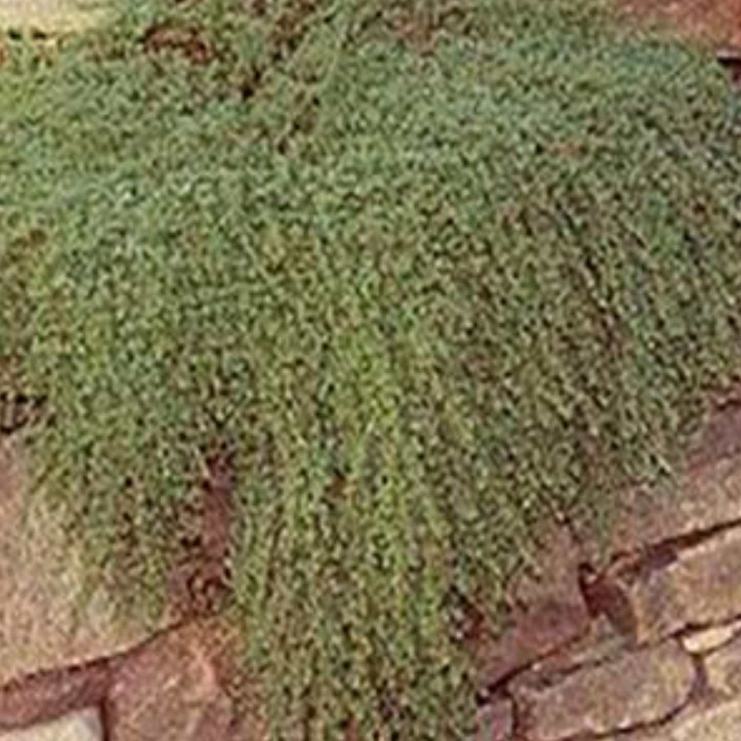 Thyme serpyllum 'Mother of Thyme'