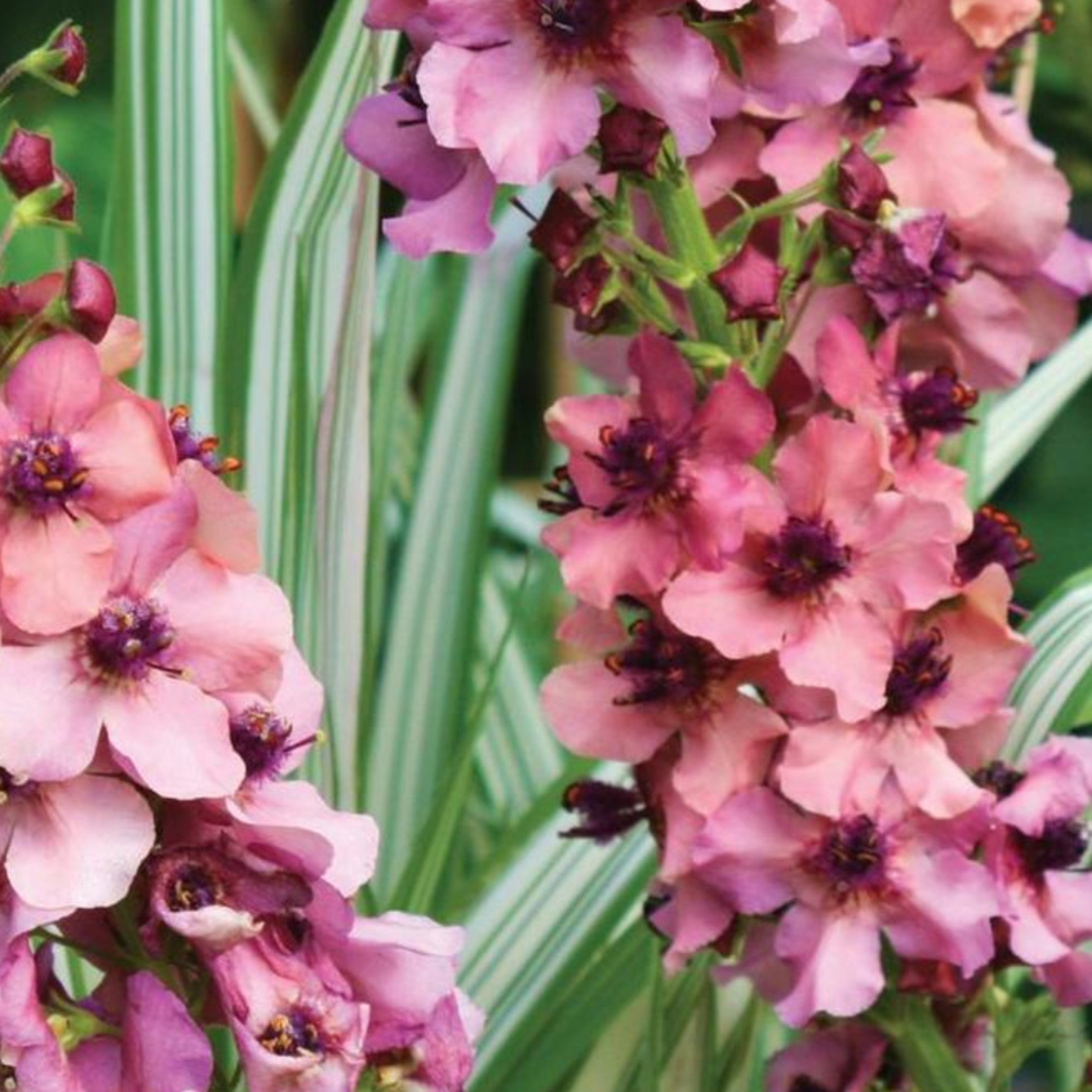 Verbascum 'Southern Charm'