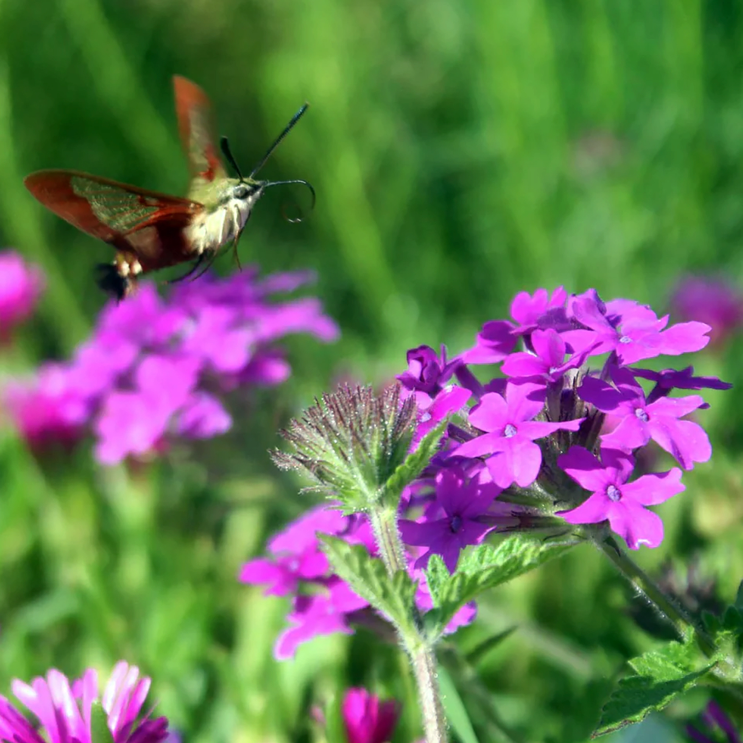 Verbena canadensis 'Homestead Purple'