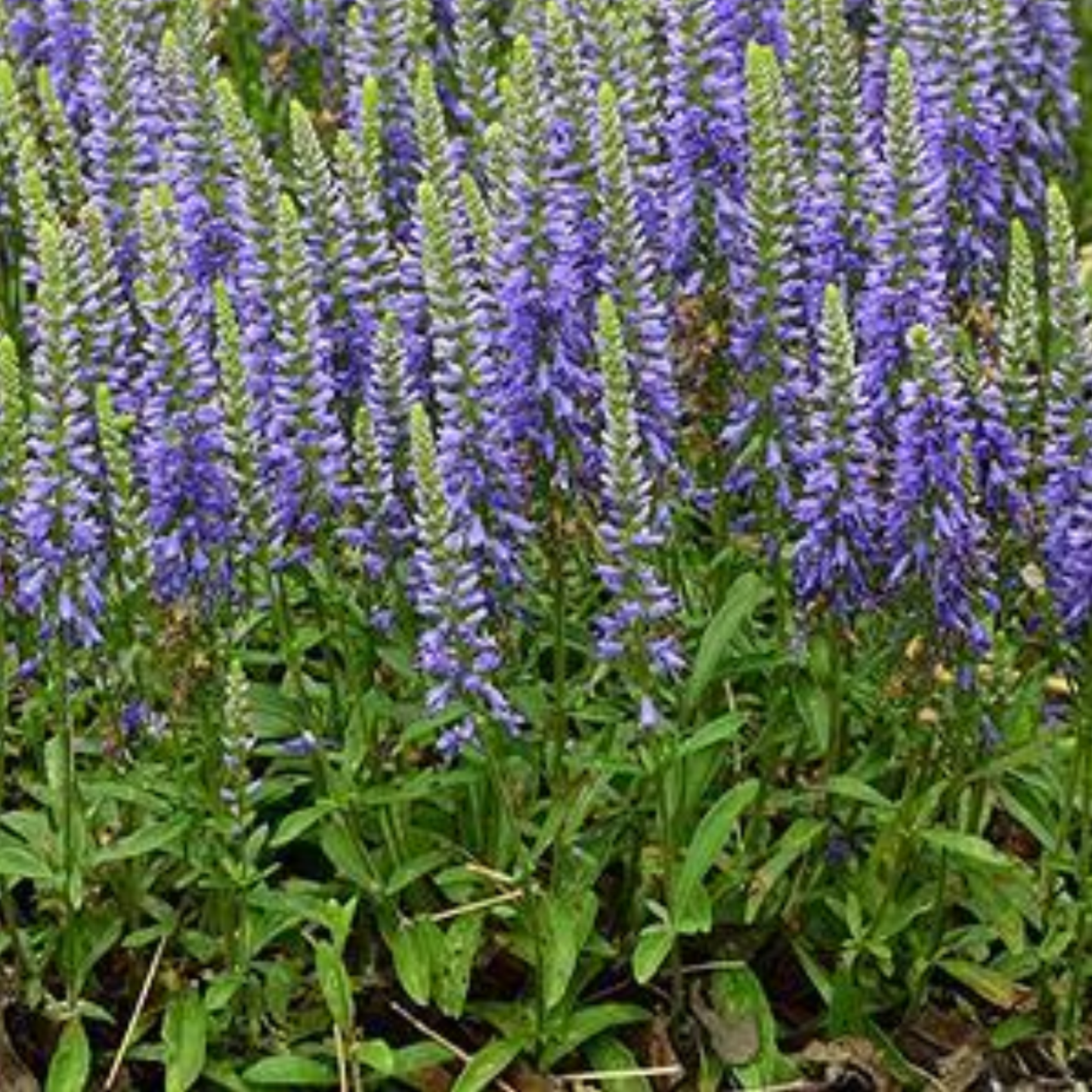 Veronica hybrida 'Blue Sprite'