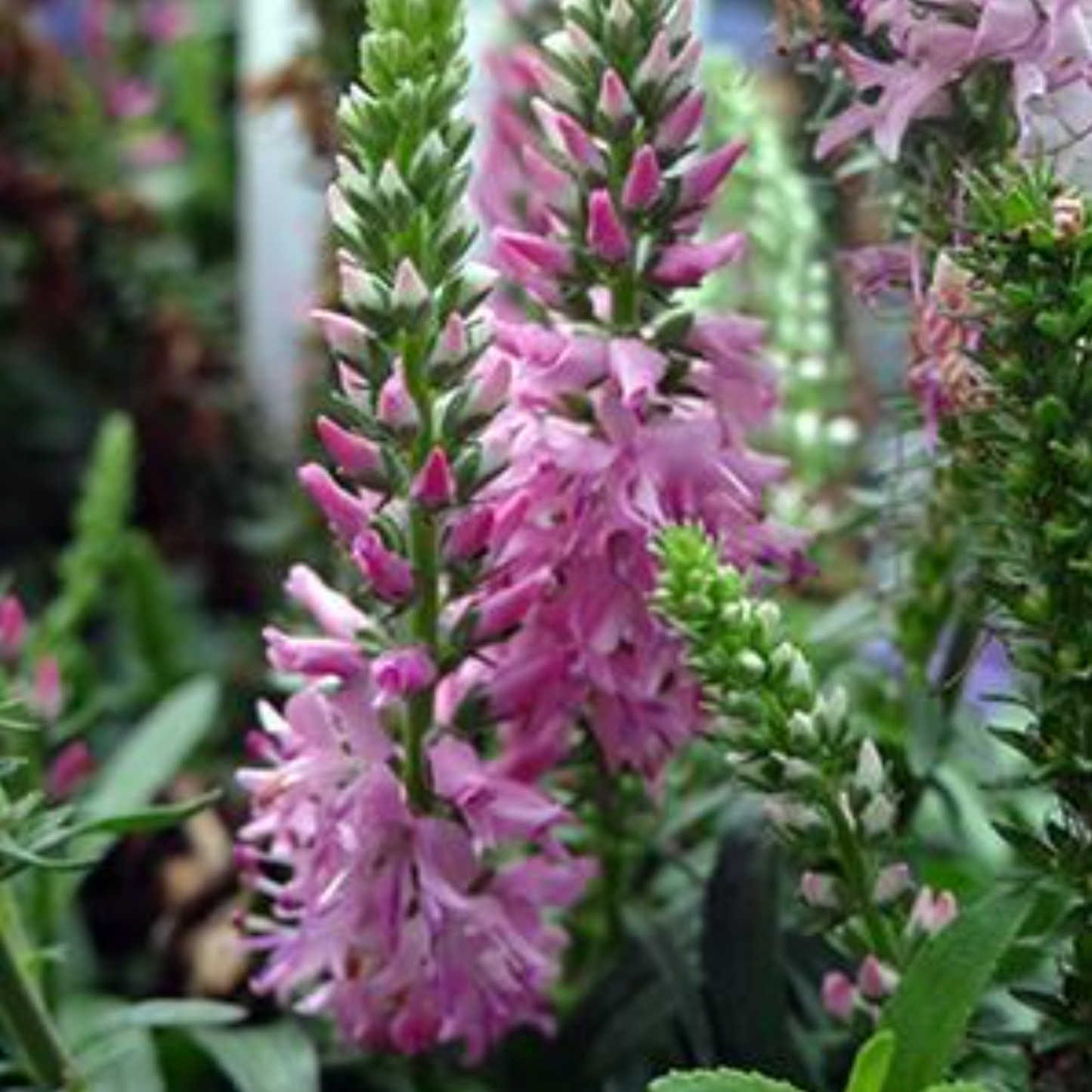 Veronica hybrida 'Giles Van Hees'