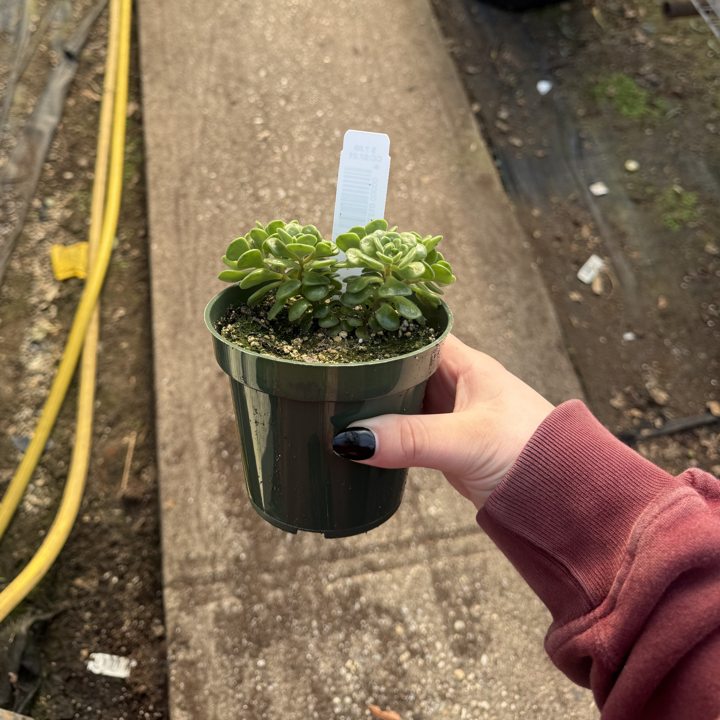 Aeonium lindleyi
