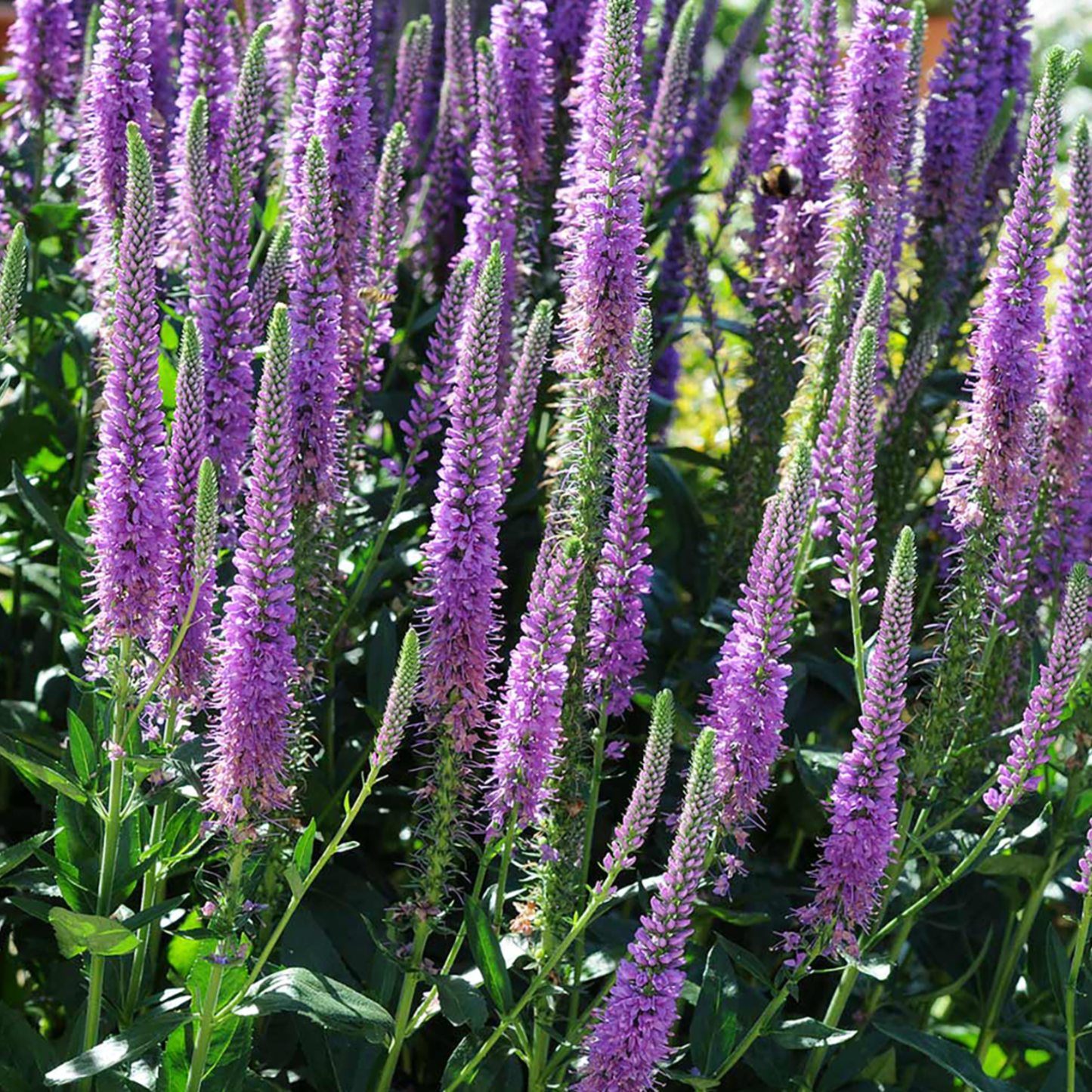Veronica hybrida 'Purpleicious'