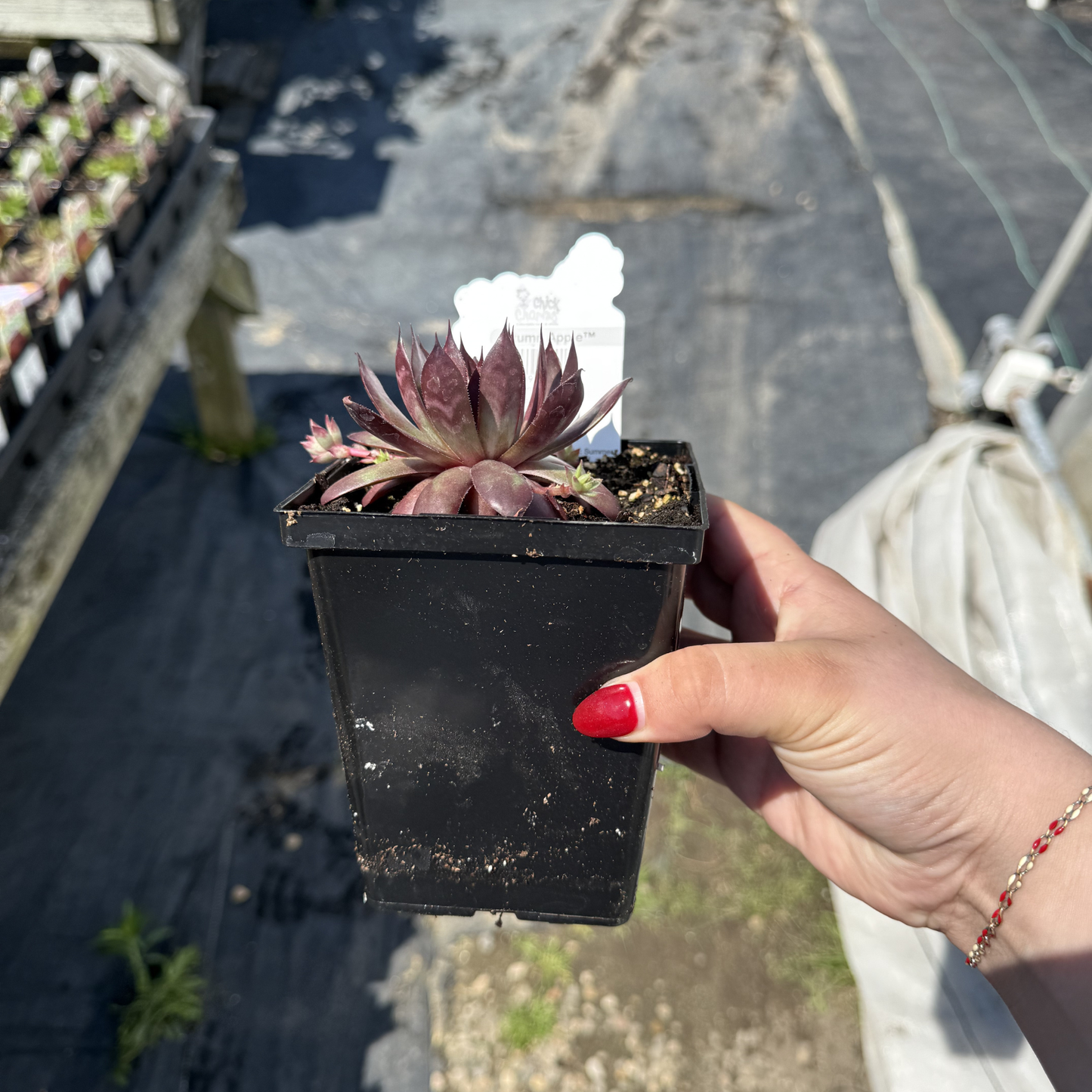 Sempervivum 'Autumn Apple'