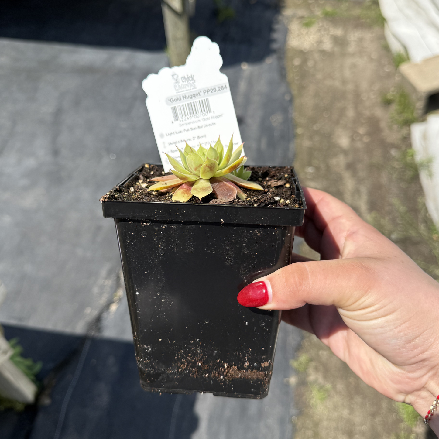 Sempervivum 'Gold Nugget'