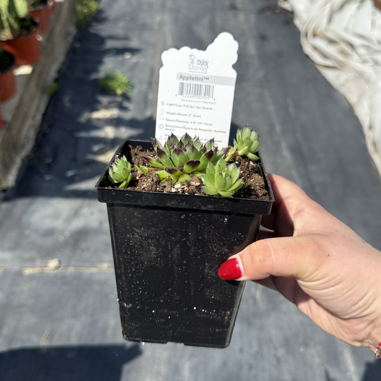 Sempervivum 'Appletini'