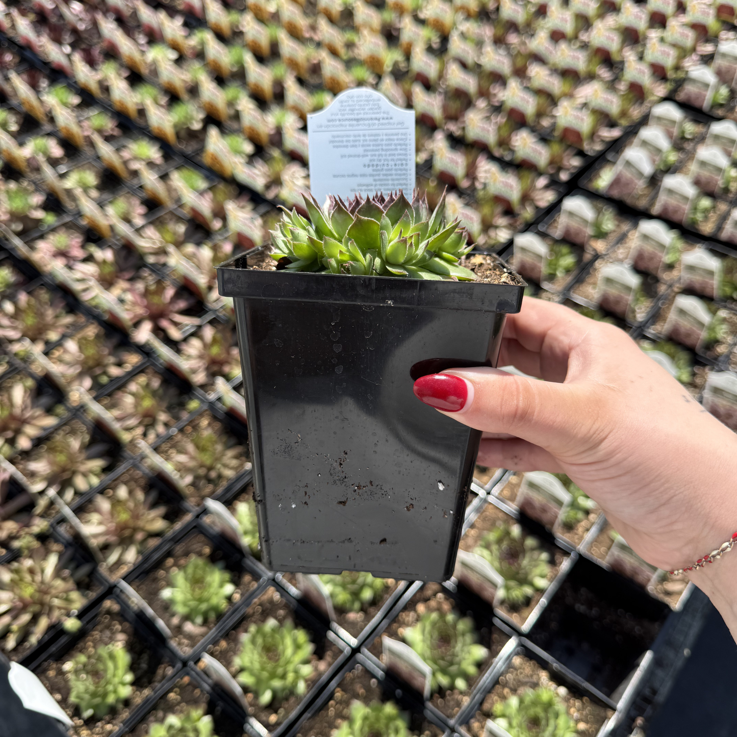 Sempervivum 'Black'