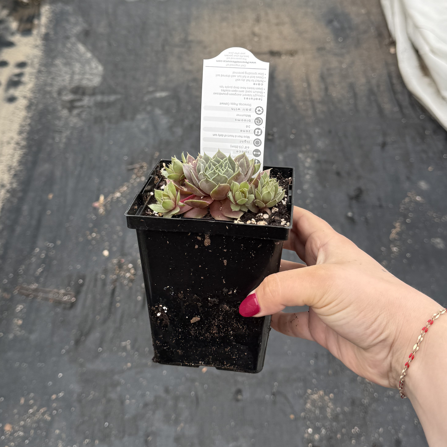 Sempervivum 'Purple Beauty'