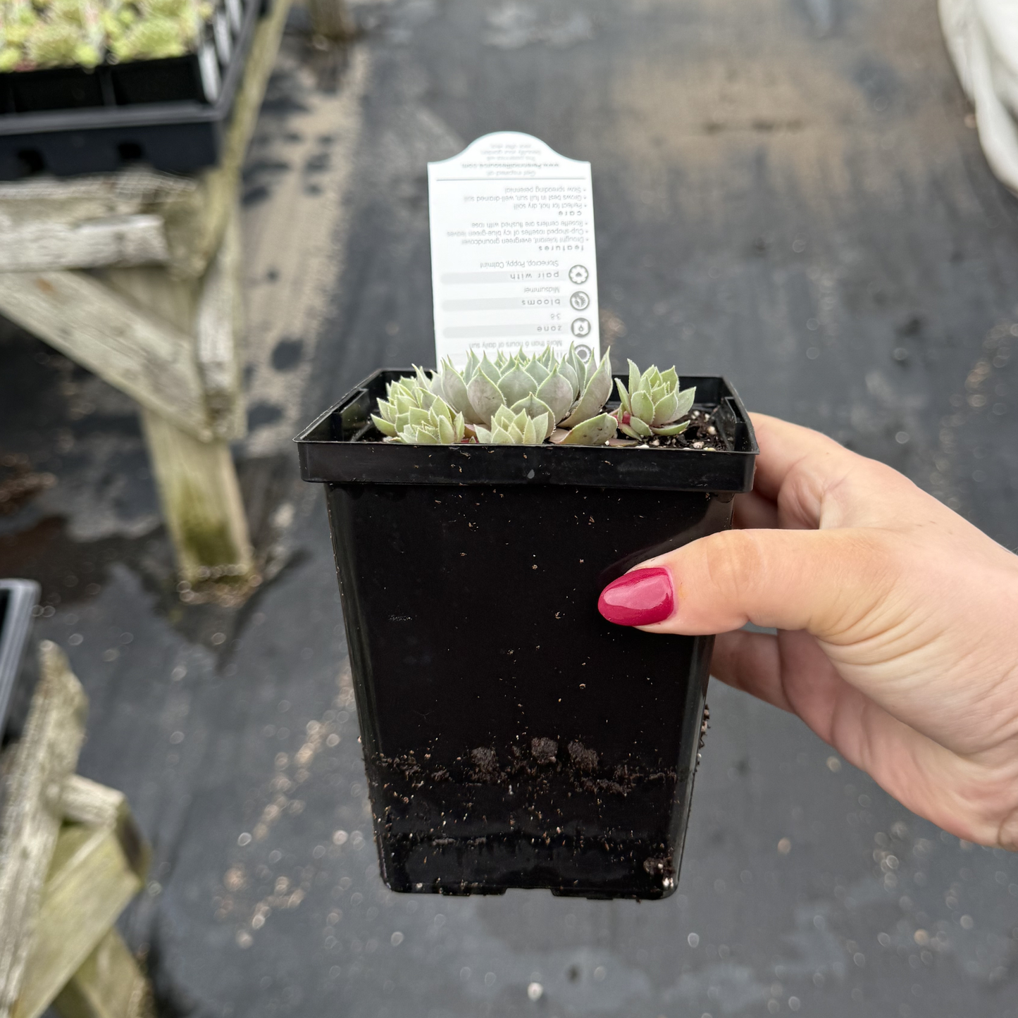 Sempervivum 'Pacific Blue Ice'