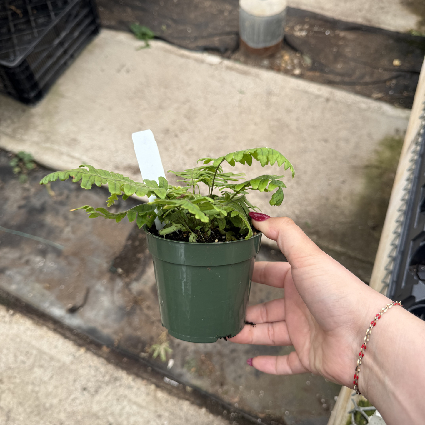 Caterpillar Fern