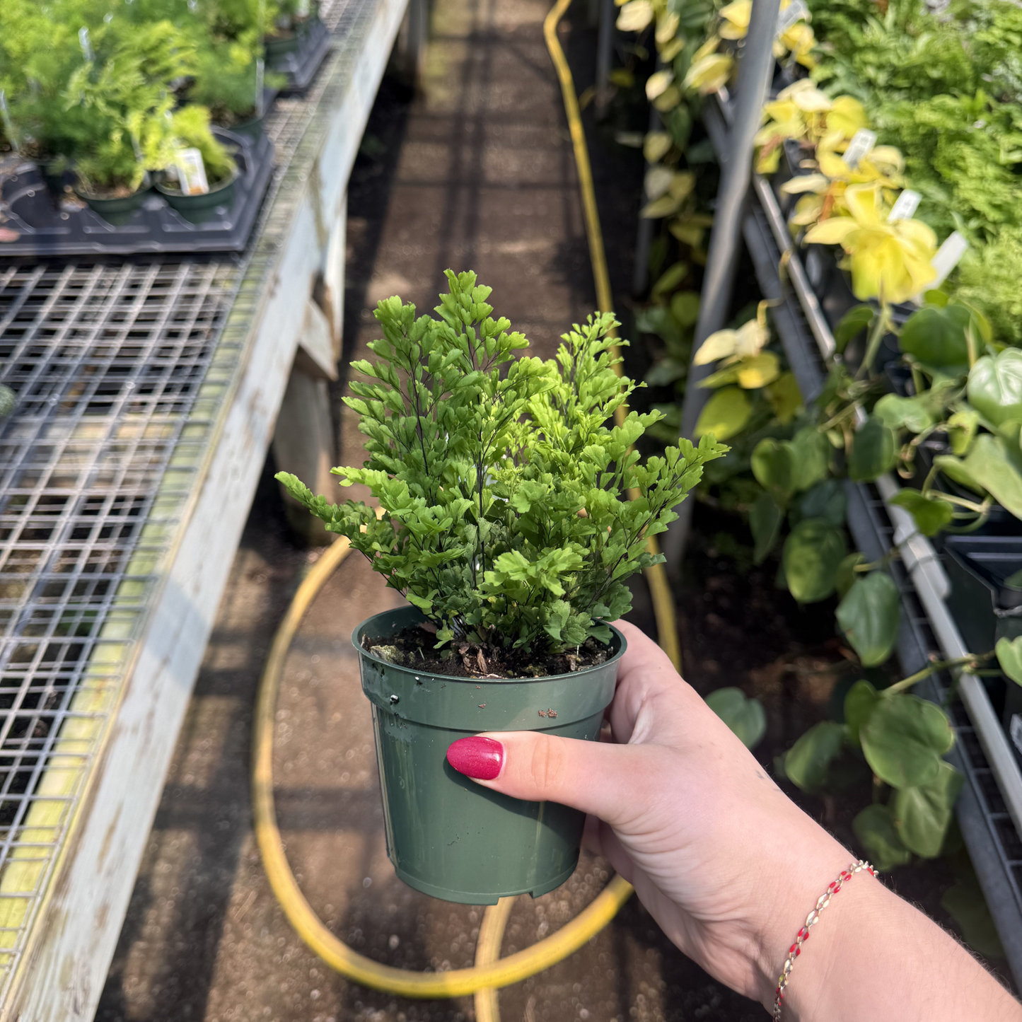 Lisa Maidenhair Fern