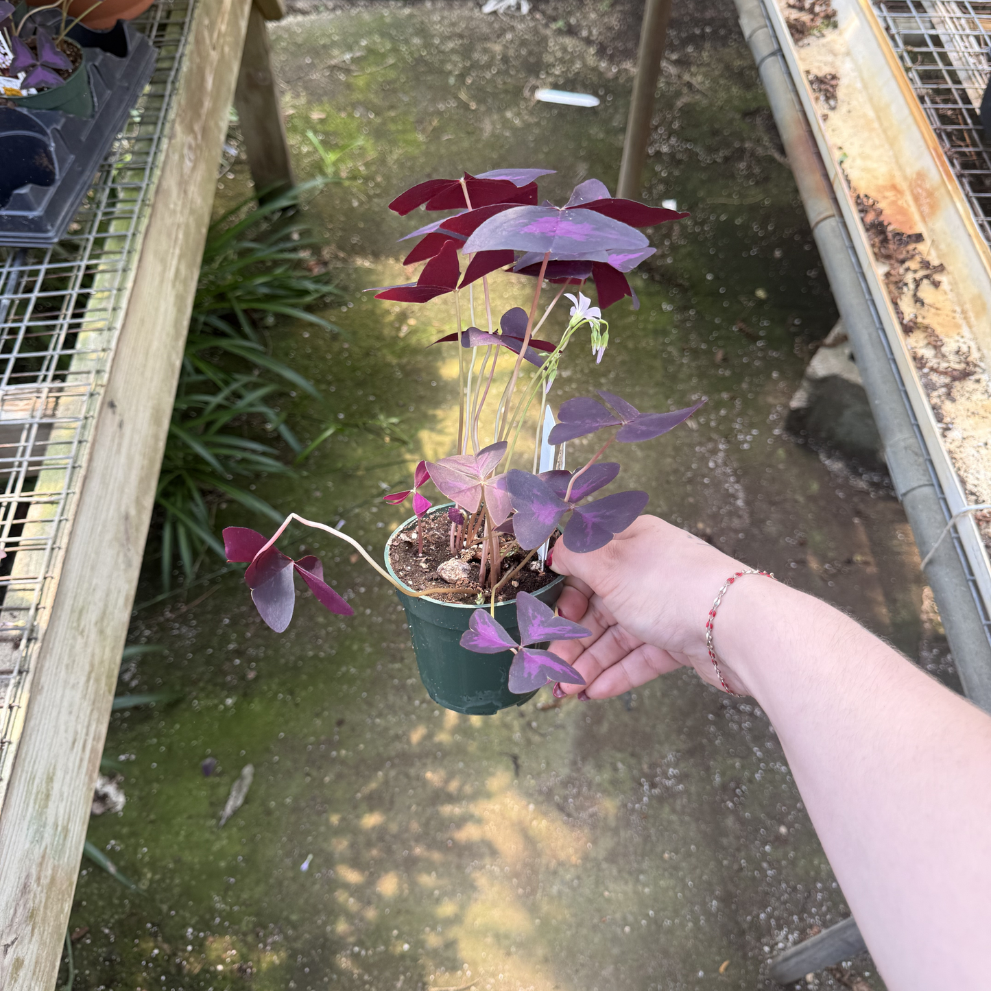 Oxalis triangularis 'Ebony Allure'