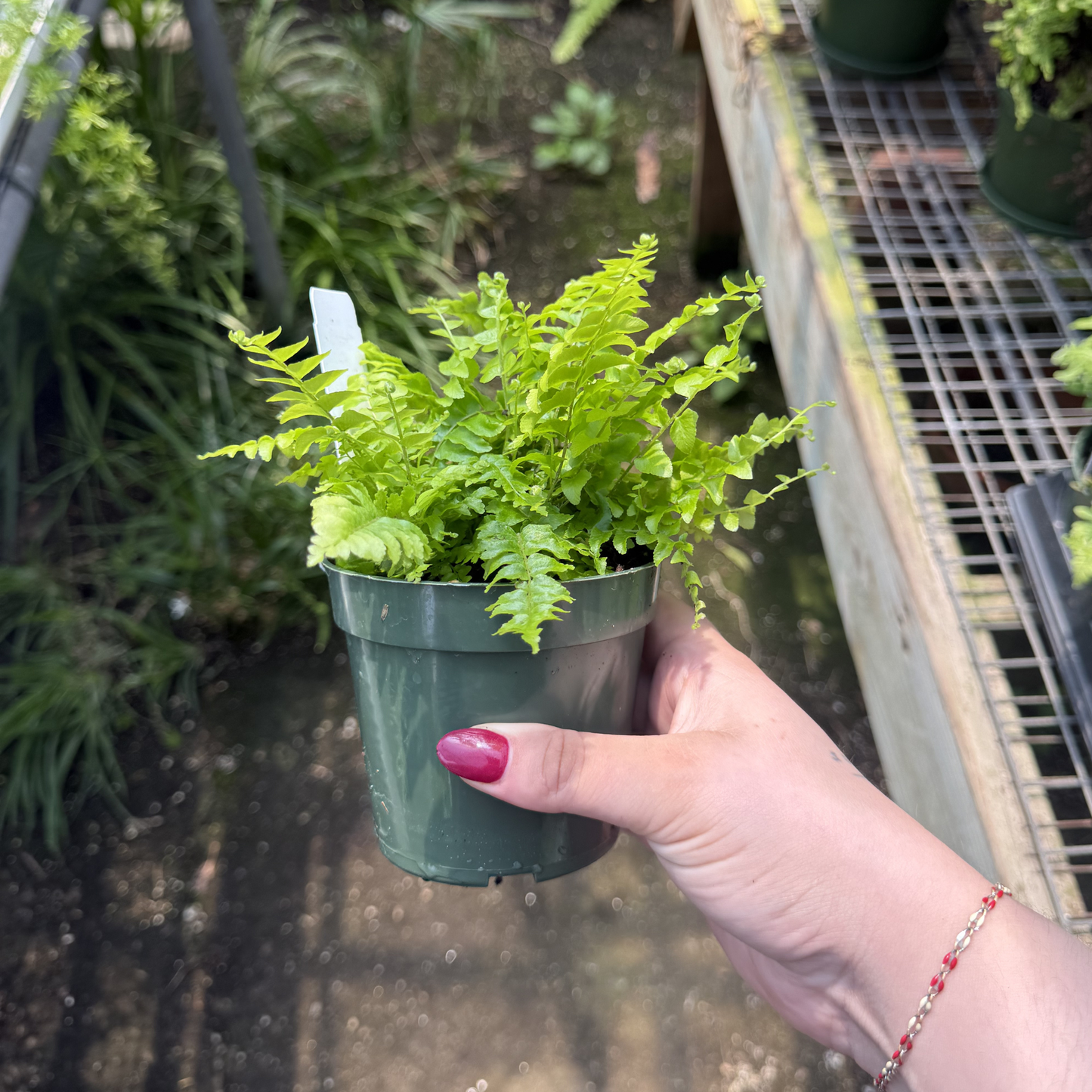 Boston 'Blue Bell' Fern