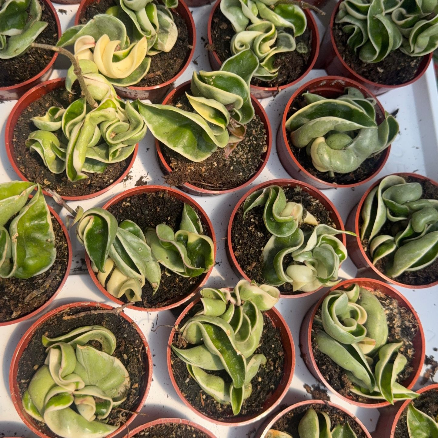 Hoya carnosa 'Variegata'