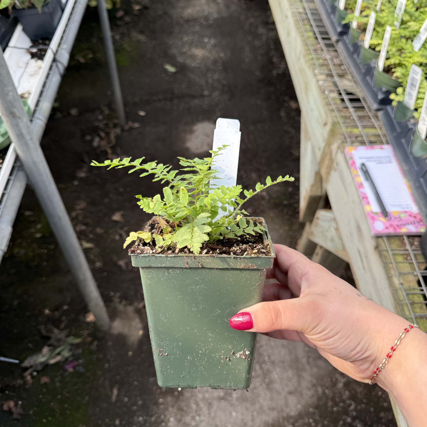 Christmas Fern