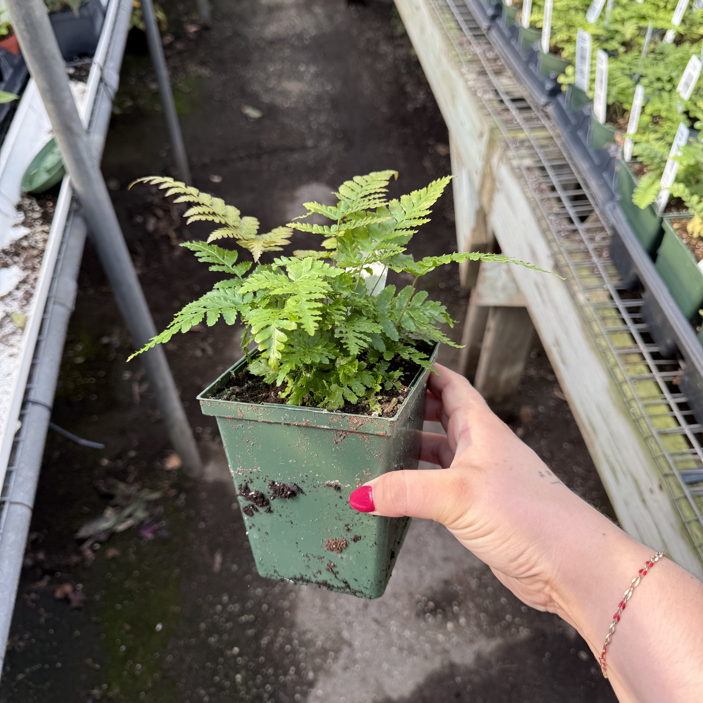 Dwarf Autumn Fern