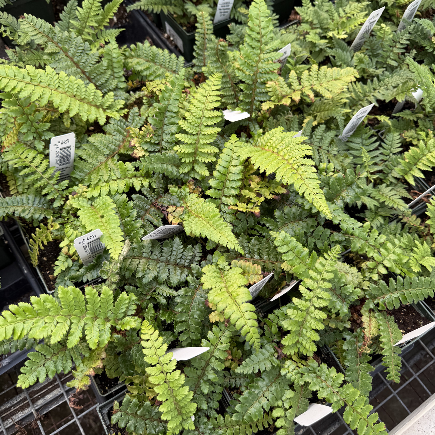 Tassel Fern