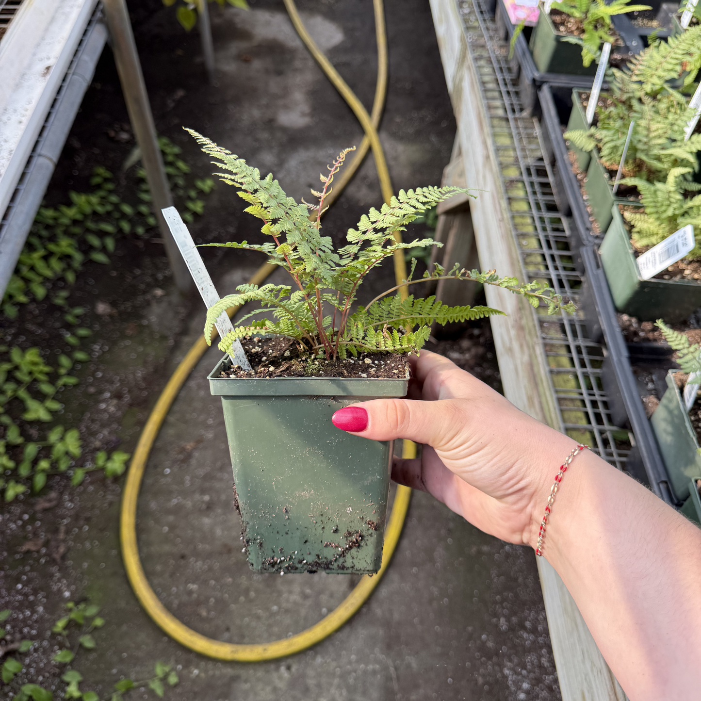 Ghost Painted Fern