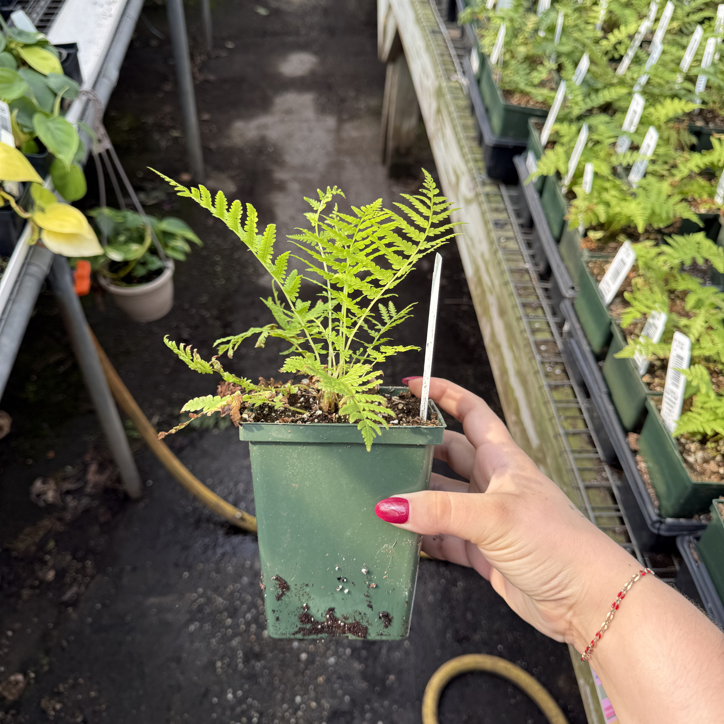 Ostrich Fern