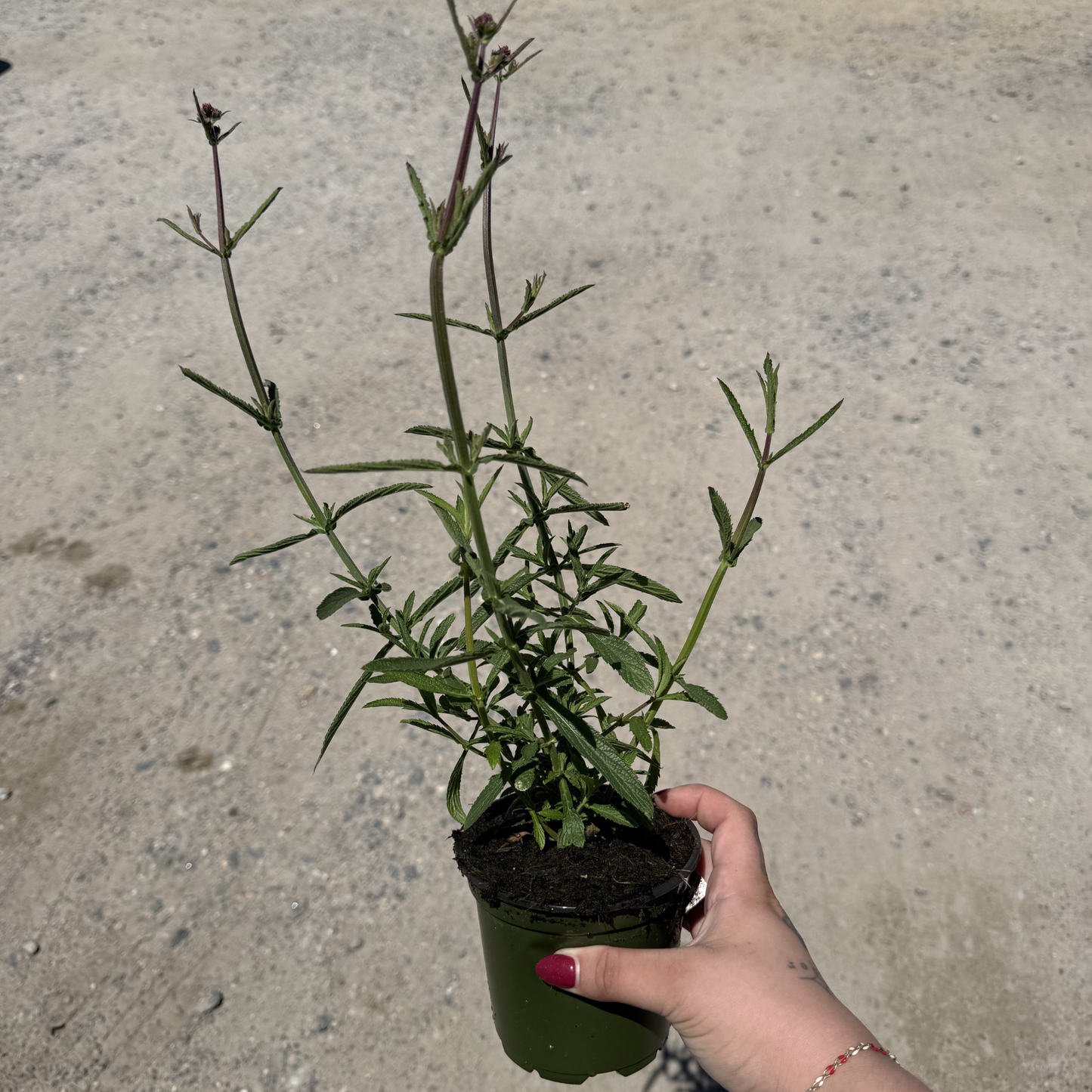 Verbena bonariensis 'Cloud 8'